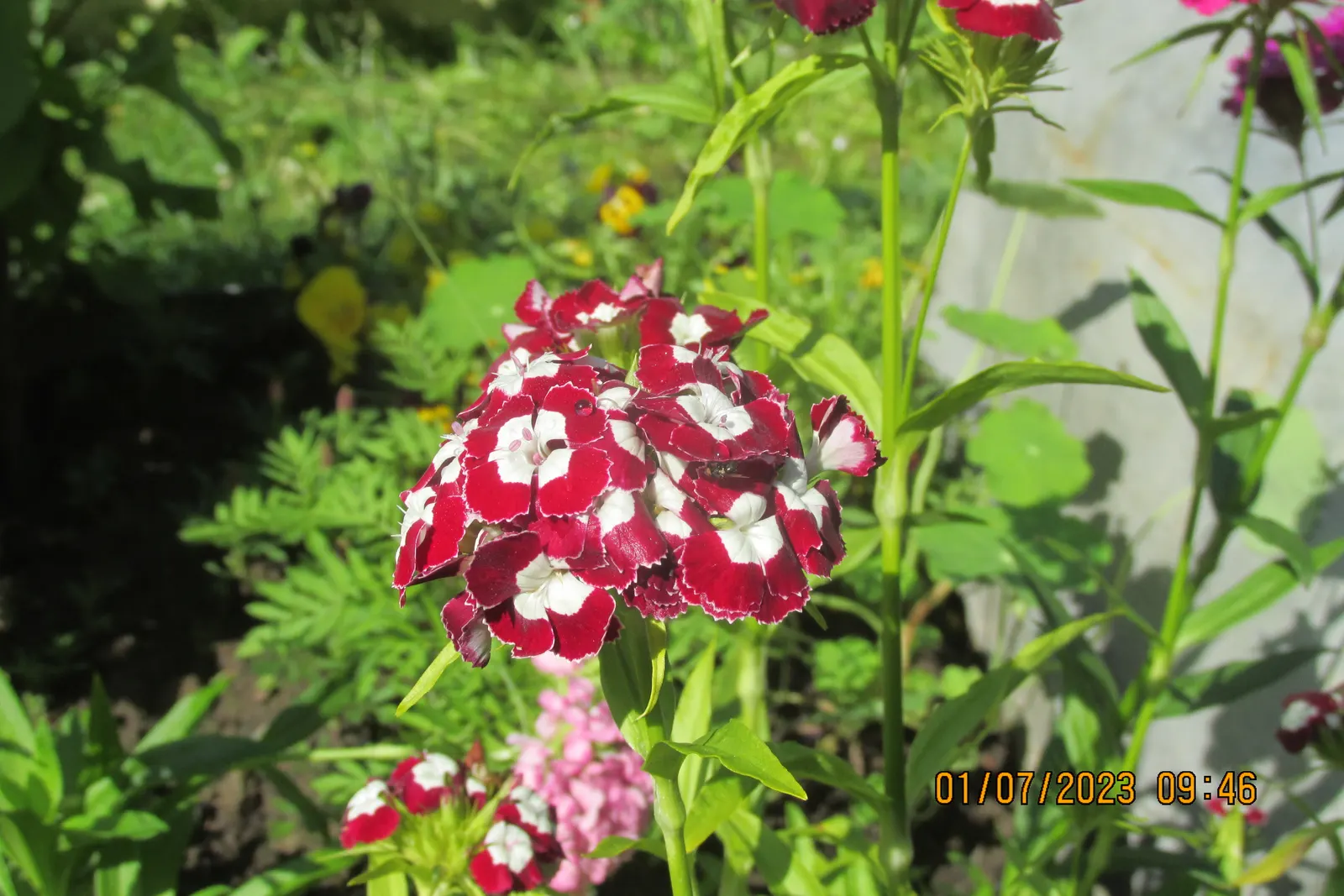Sweet Williams (Dianthus Barbatus) — Sweet William (Dianthus barbatus) is a cherished perennial that brings vibrant color and a sweet; will keep Sweet William