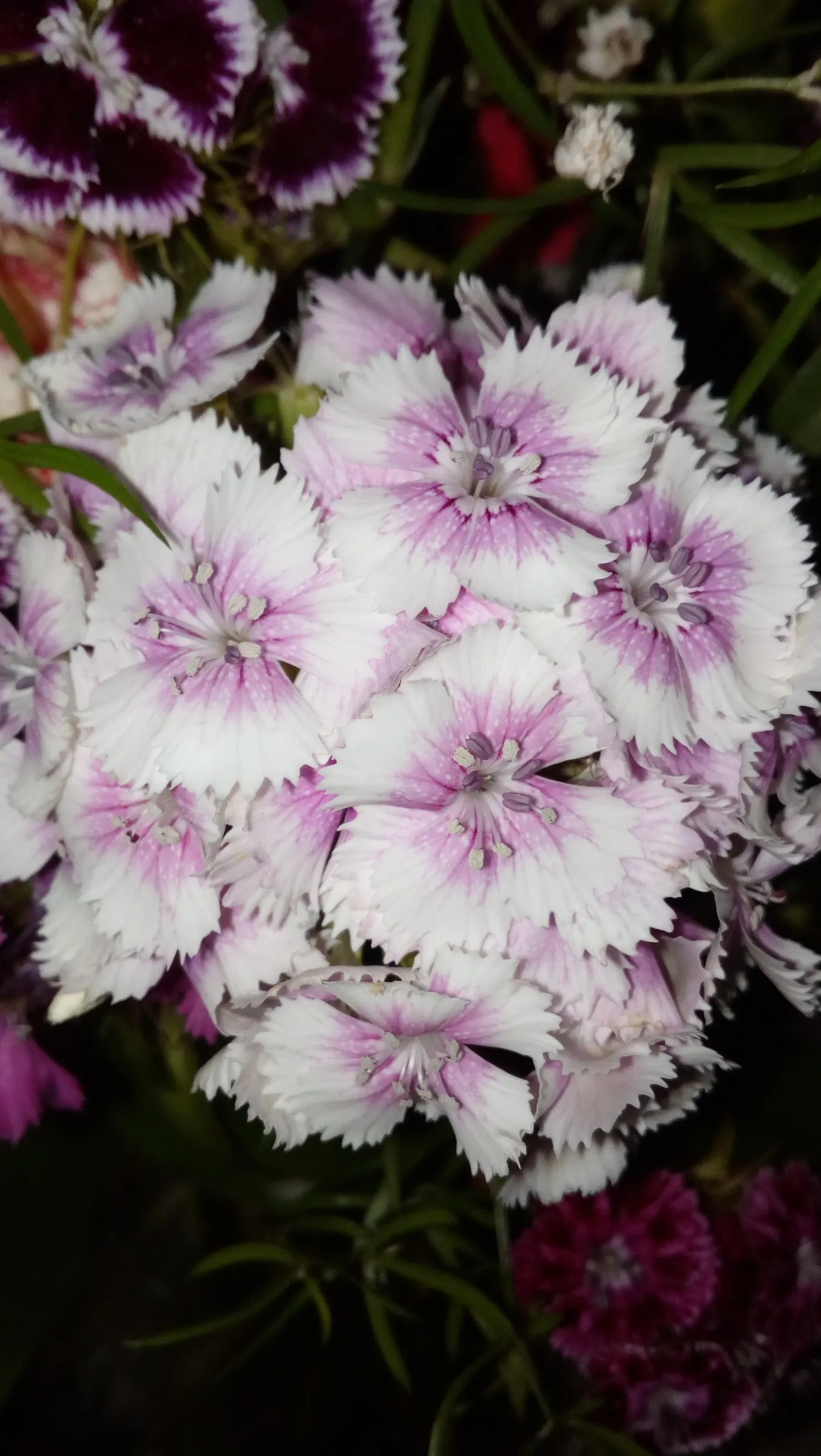 Sweet Williams (Dianthus Barbatus) — which come in an array of colors including red; they are excellent choices for borders