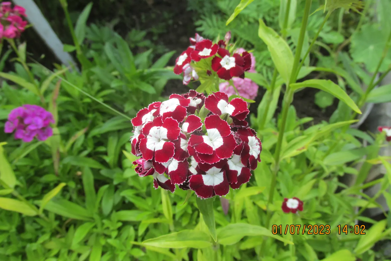 Sweet Williams (Dianthus Barbatus) — they are beloved by pollinators