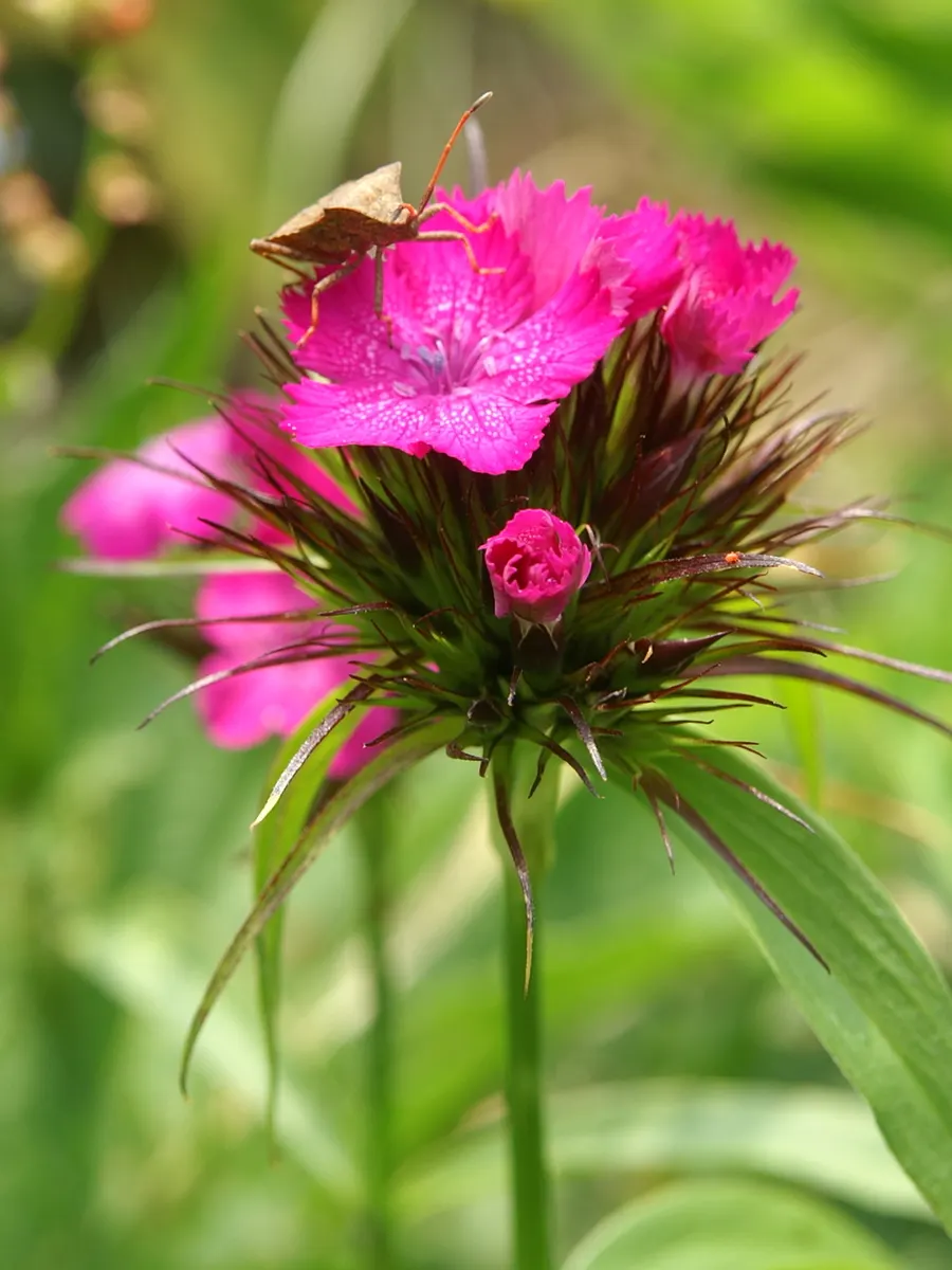 Sweet Williams (Dianthus Barbatus) — biennial for full or half; will keep Sweet William looking its best, image 84
