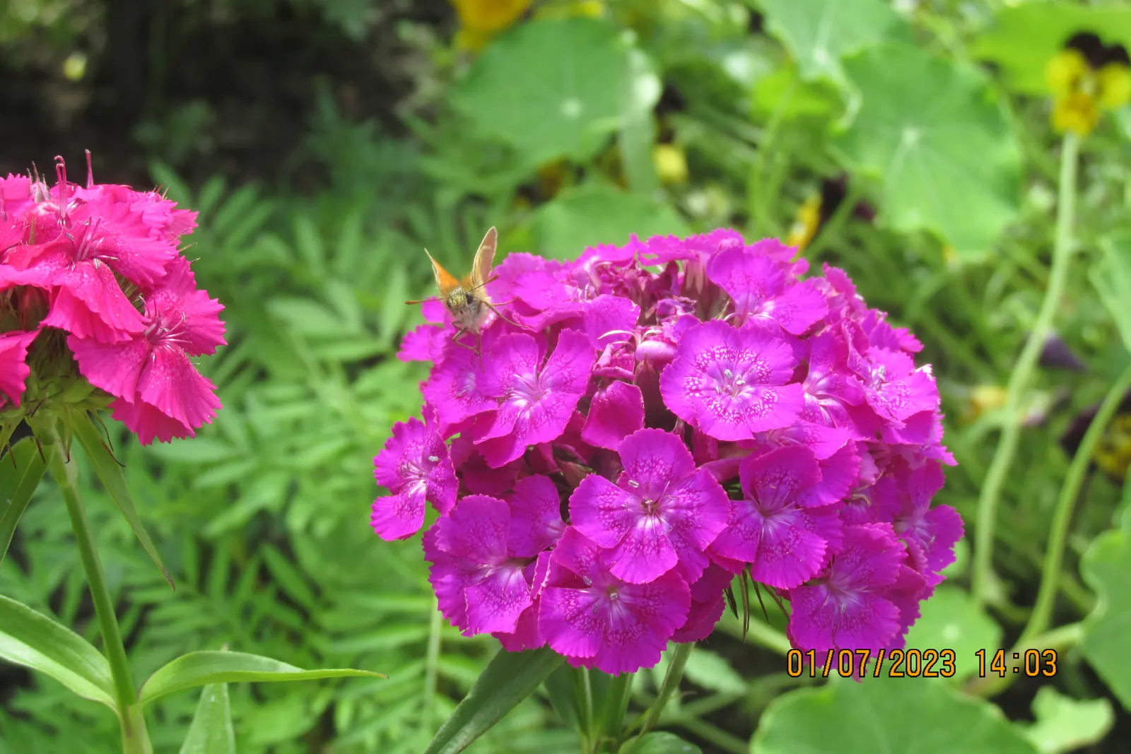 Sweet Williams (Dianthus Barbatus) — and as a cut flower in arrangements; they are excellent choices for borders
