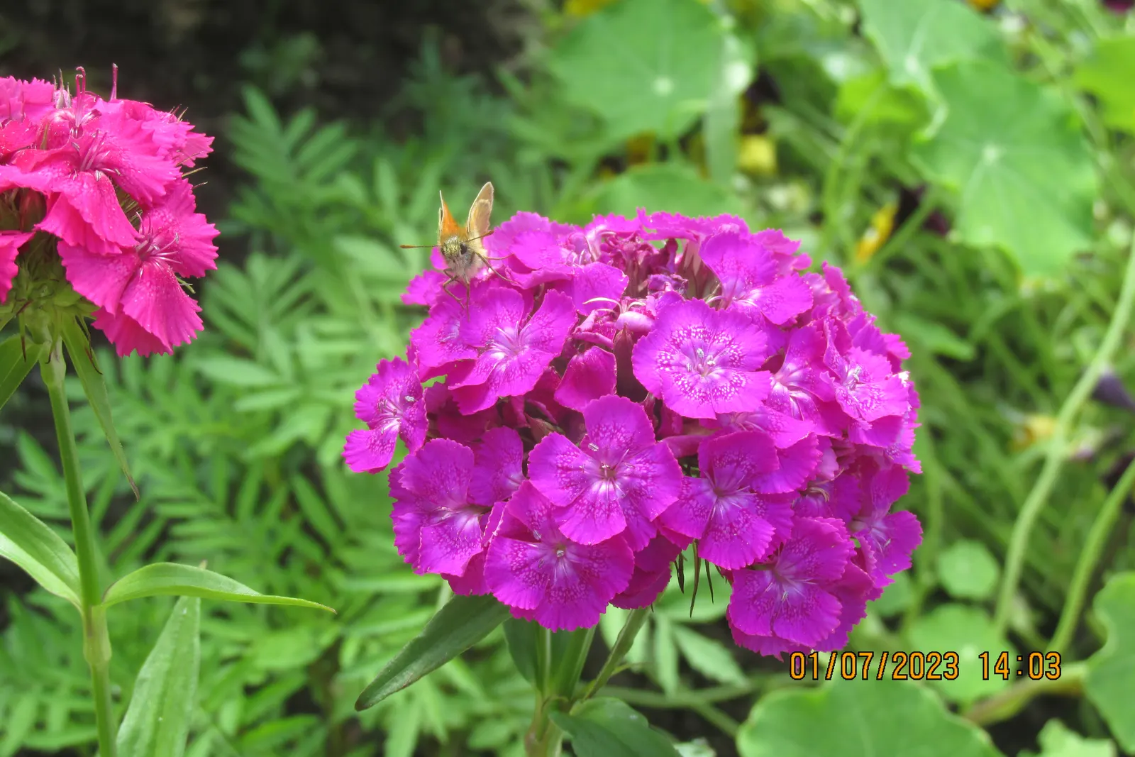 Sweet Williams (Dianthus Barbatus) — biennial for full or half