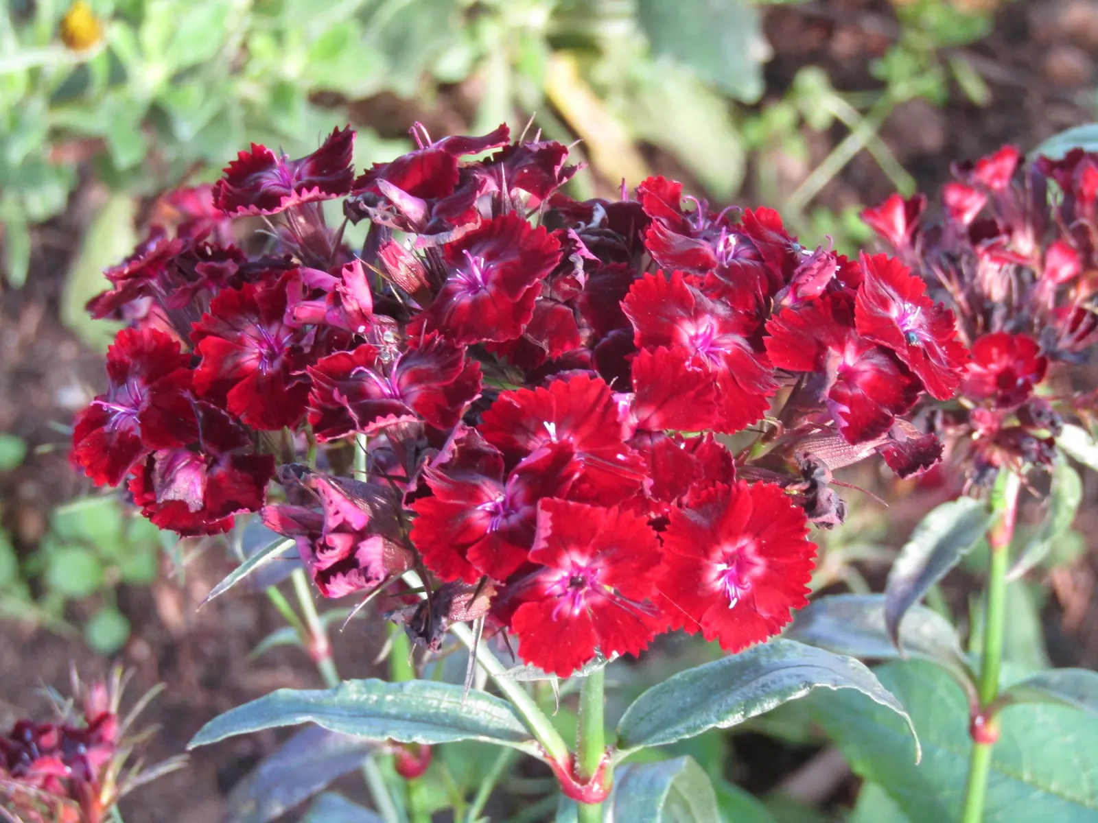 Sweet Williams (Dianthus Barbatus) — biennial with multi-colored and pink and red and white blooms; they are excellent choices for borders, image 139