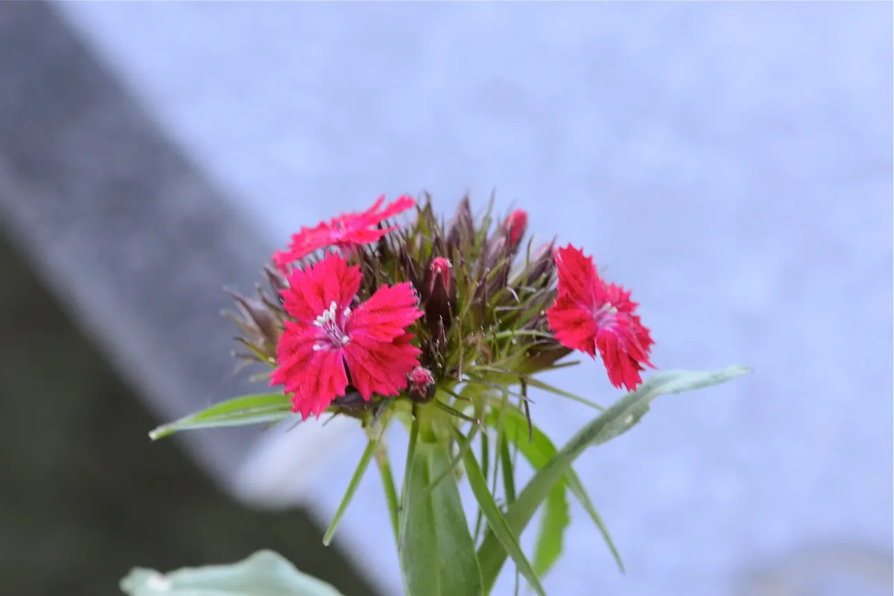 Sweet Williams (Dianthus Barbatus) — it is known for its prolific blooming and ease of care; they are excellent choices for borders