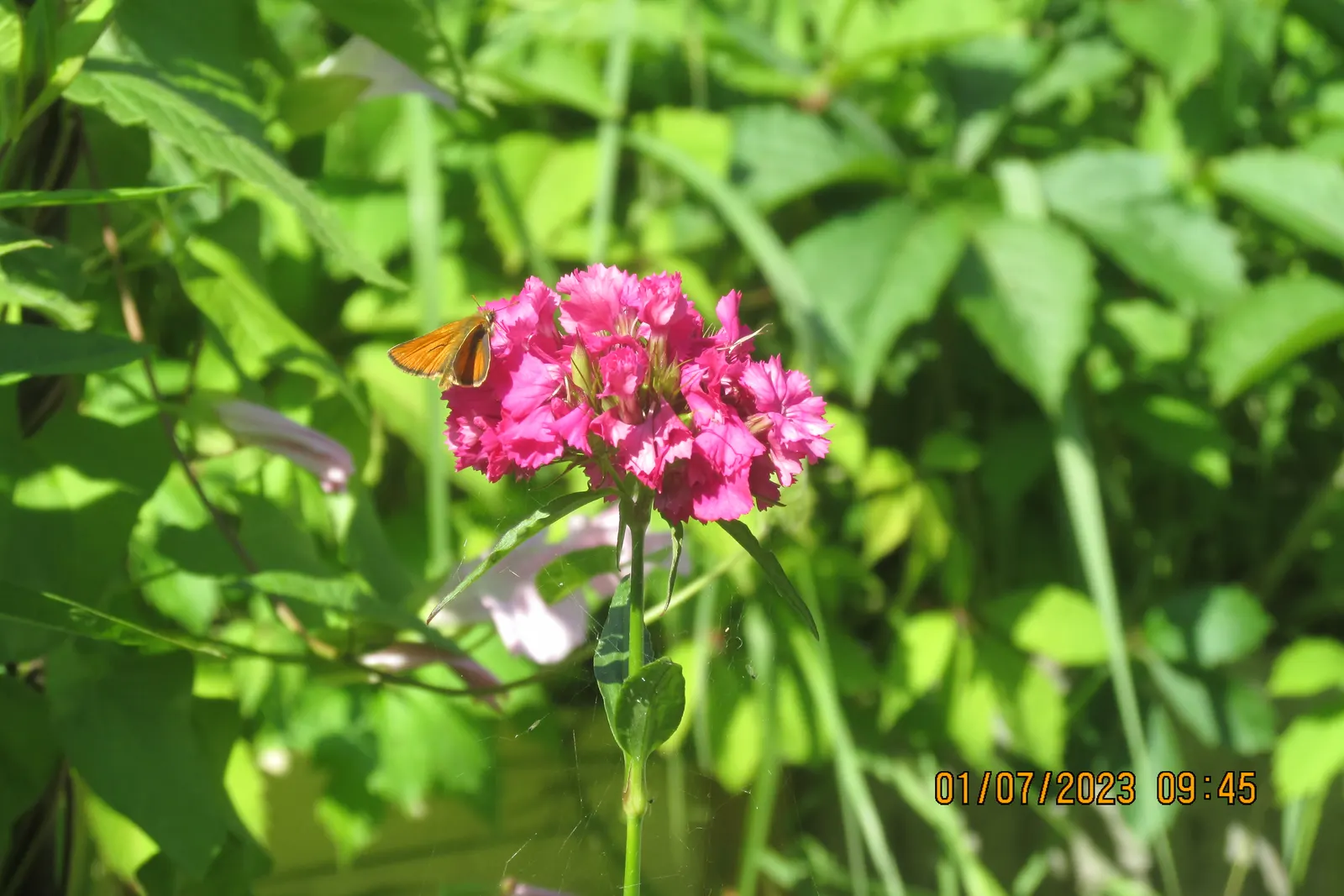 Sweet Williams (Dianthus Barbatus) — Its low-maintenance and long blooming period; will keep Sweet William looking its best