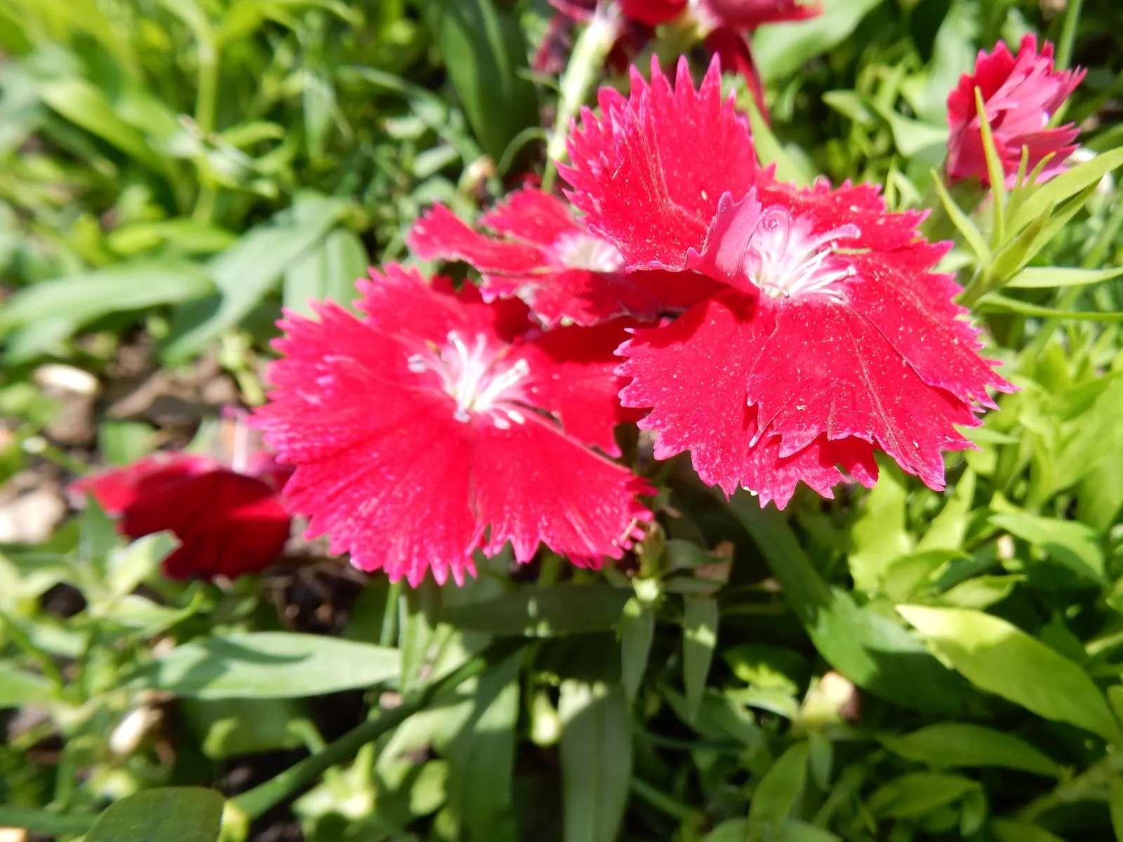 Sweet Williams (Dianthus Barbatus) — fertile soil and thrive in full sunlight but can tolerate partial shade