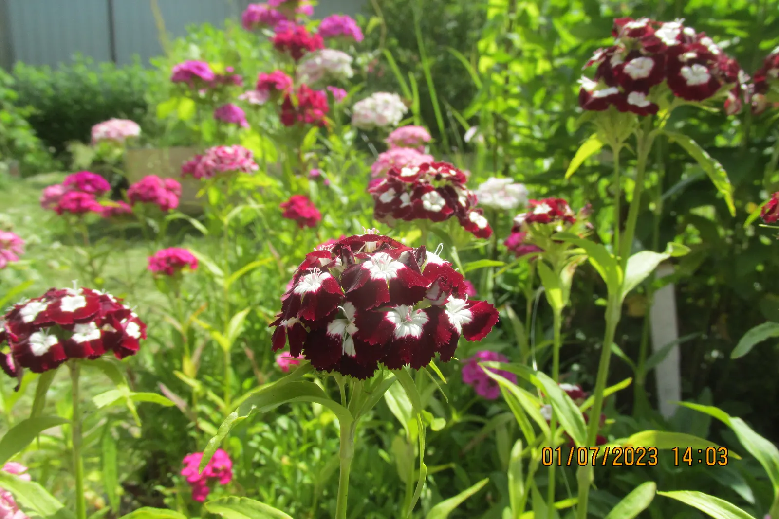 Sweet Williams (Dianthus Barbatus) — Hardy in USDA zones 3 to 9