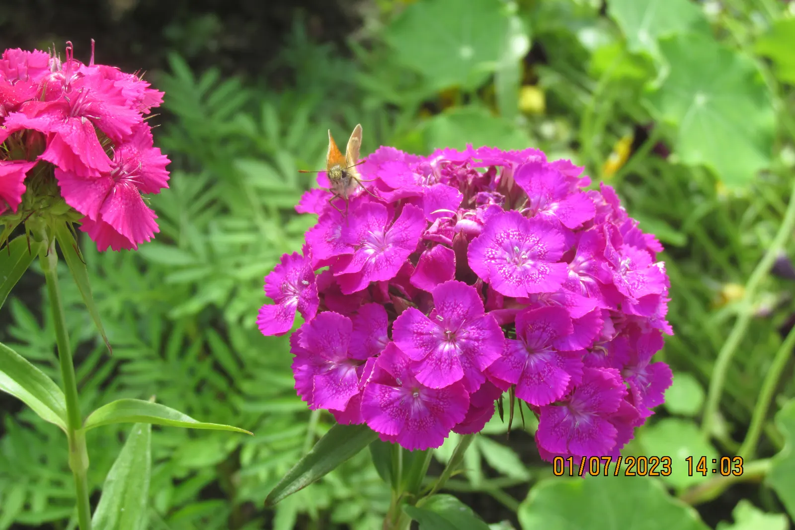 Sweet Williams (Dianthus Barbatus) — multi-colored and pink and red and white flowers in the garden