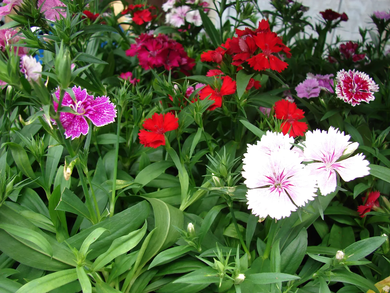 Sweet Williams (Dianthus Barbatus) — from late spring to early summer; its low-maintenance and long blooming period, image 89