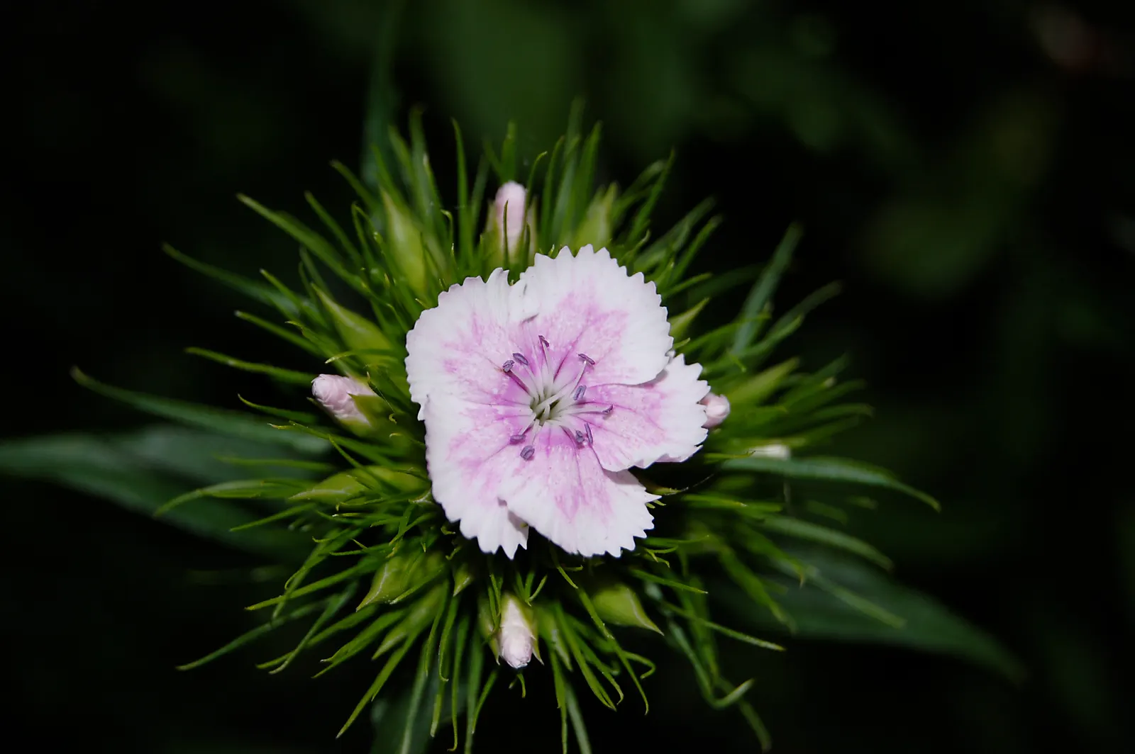 Sweet Williams (Dianthus Barbatus) — Prefers full sun to partial shade and thrives in well-drained soil; they are excellent choices for borders, image 87
