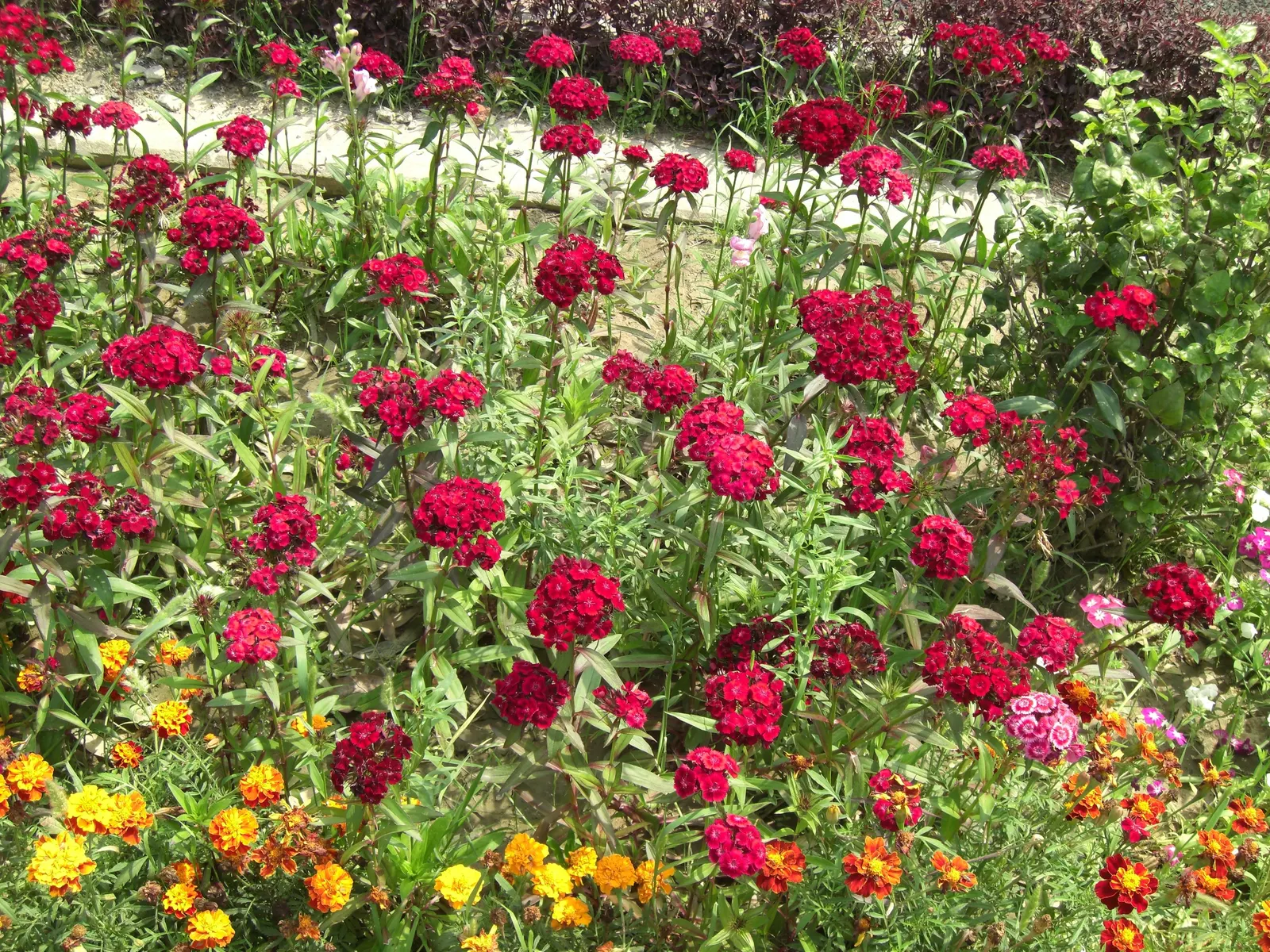 Sweet Williams (Dianthus Barbatus) — Sweet William (Dianthus barbatus) is a cherished perennial that brings vibrant color and a sweet; will keep, image 92