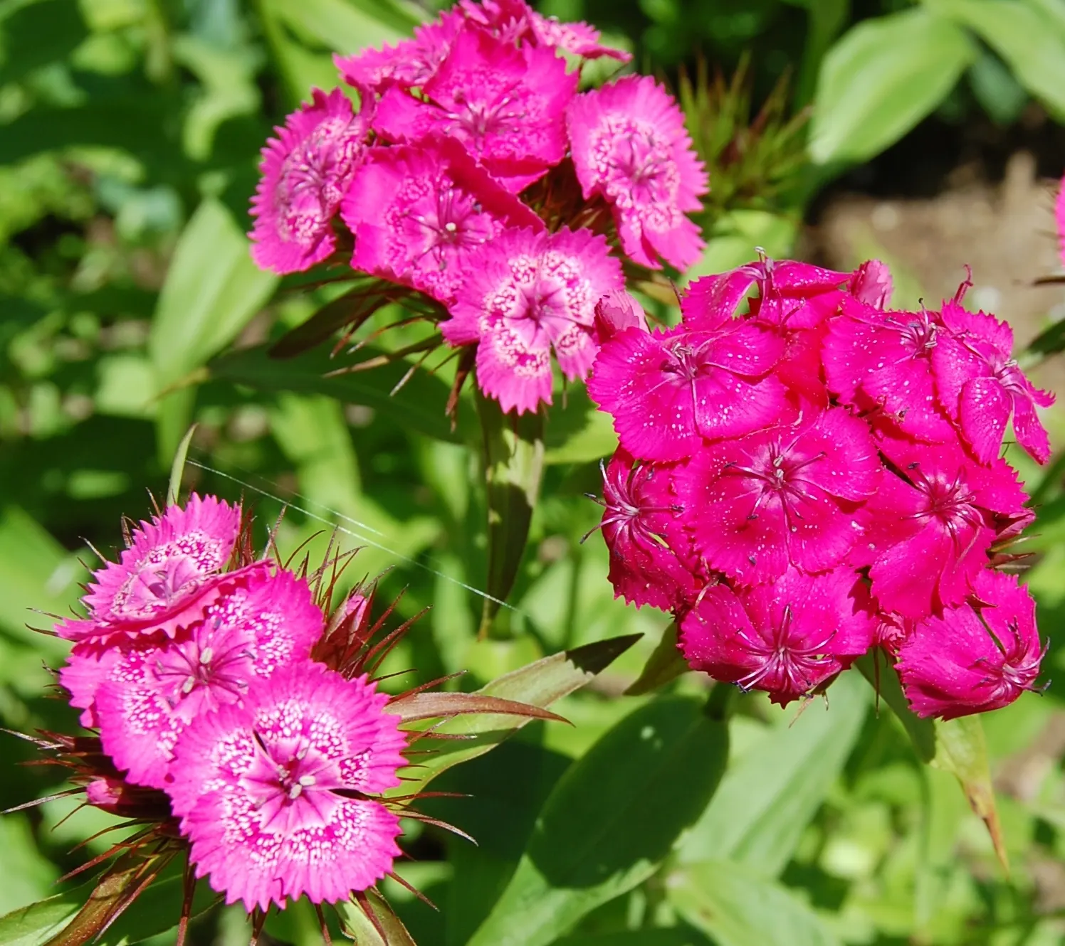 Sweet Williams (Dianthus Barbatus) — A member of the Caryophyllaceae family; it is known for its prolific blooming and ease of care