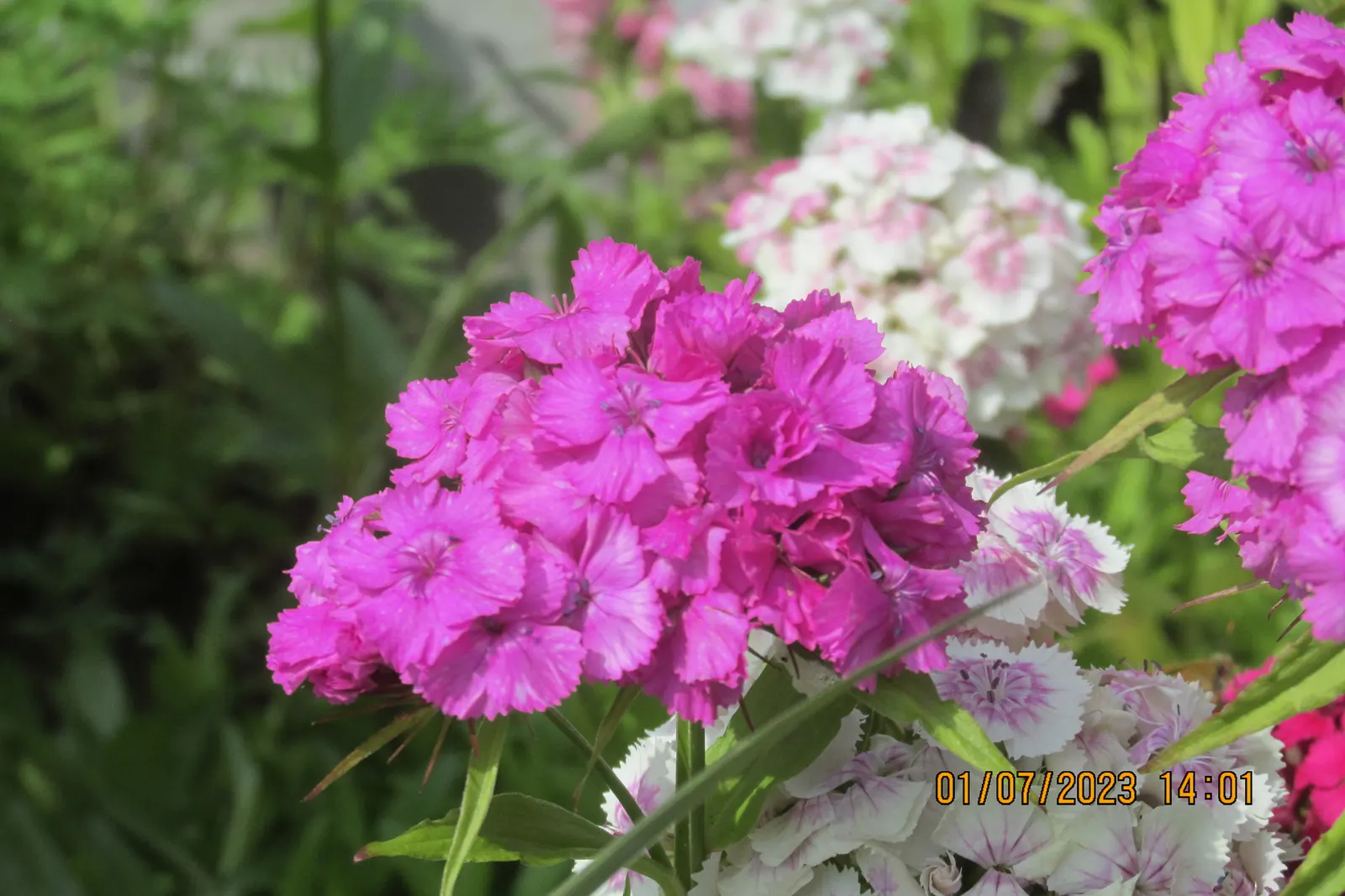 Sweet Williams (Dianthus Barbatus) — Blossoms appear in a spectrum from white to deep red with a height of 0.5-2.5 feet; it is known for its prolific blooming