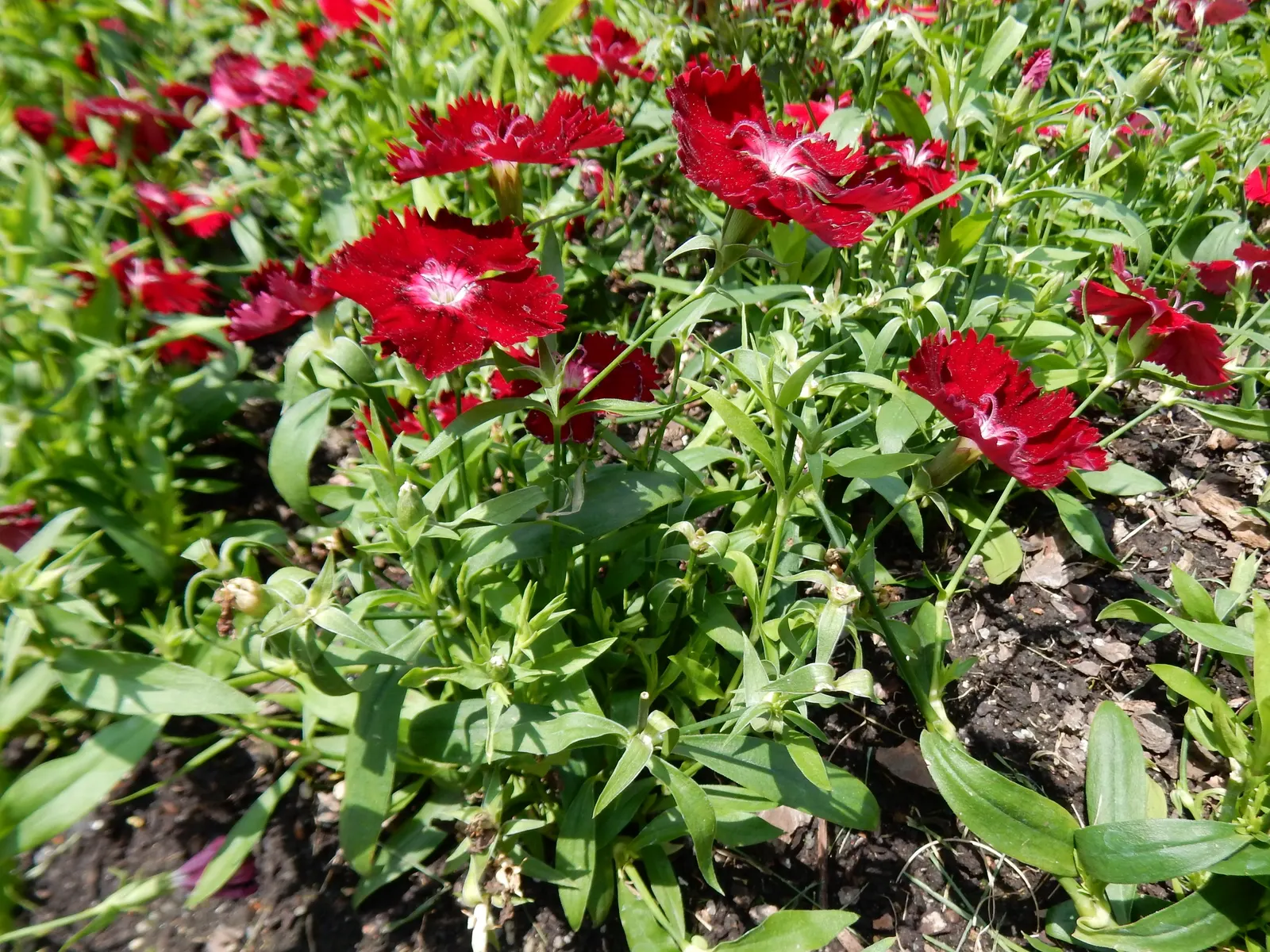 Sweet Williams (Dianthus Barbatus) — they are excellent choices for borders