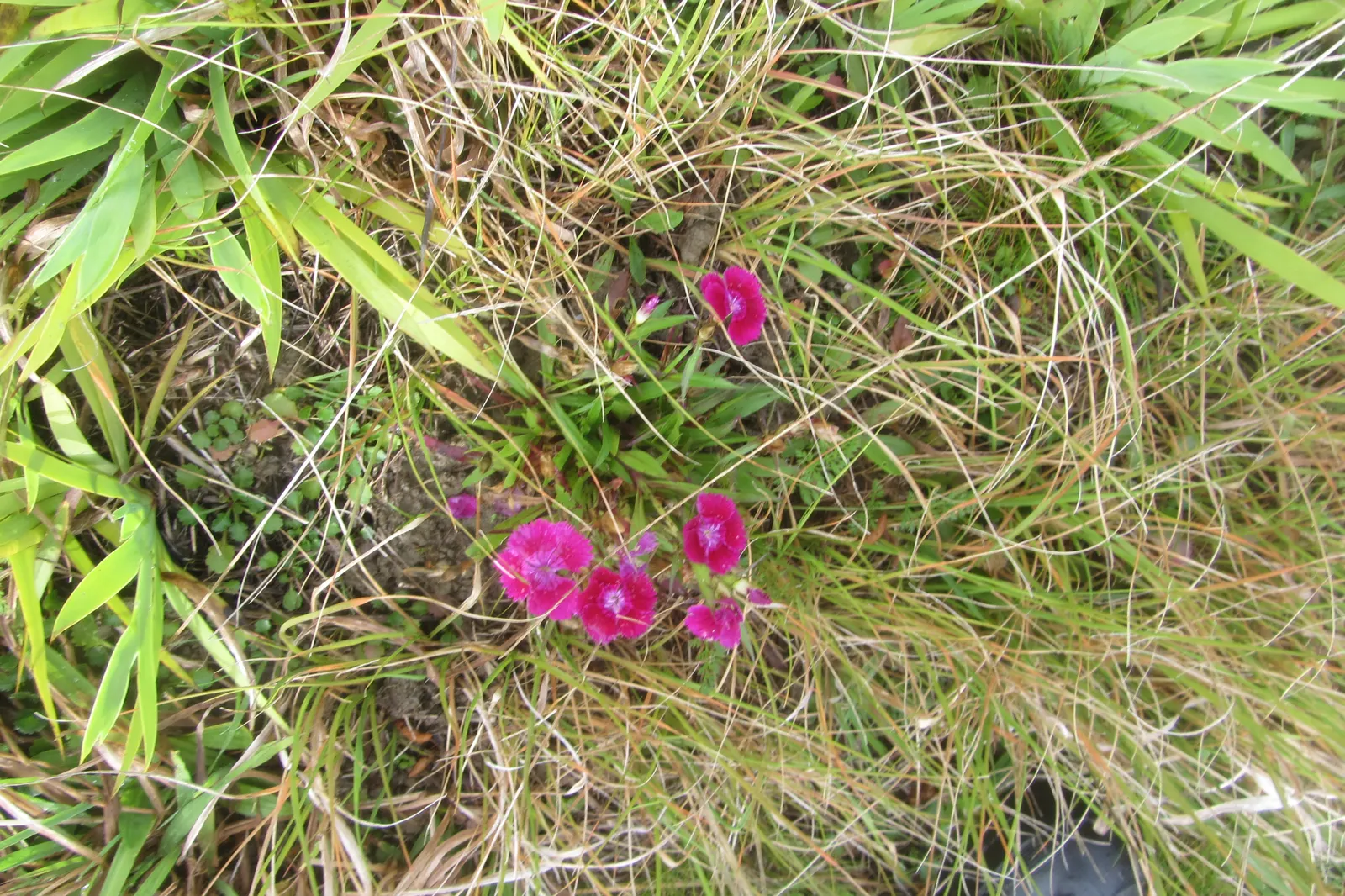 Sweet Williams (Dianthus Barbatus) — creating a striking backdrop for the clusters of small flowers; it is known for its prolific blooming and ease of care