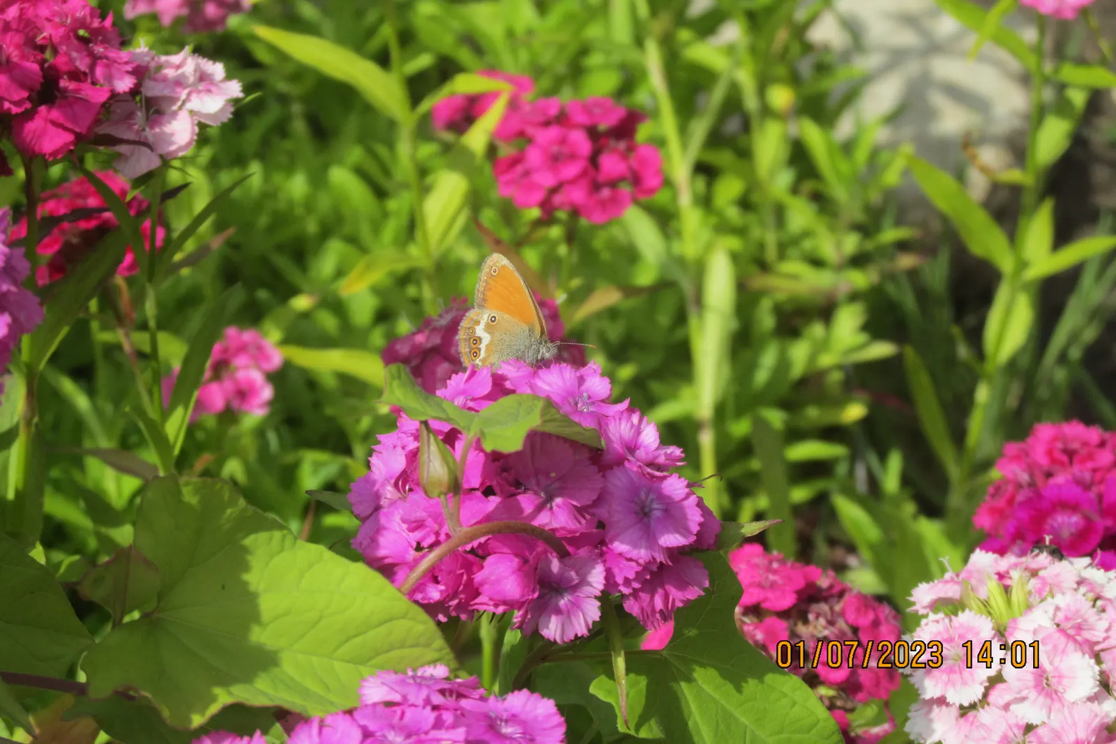 Sweet Williams (Dianthus Barbatus) — Hardy in USDA zones 3 to 9; its low-maintenance and long blooming period