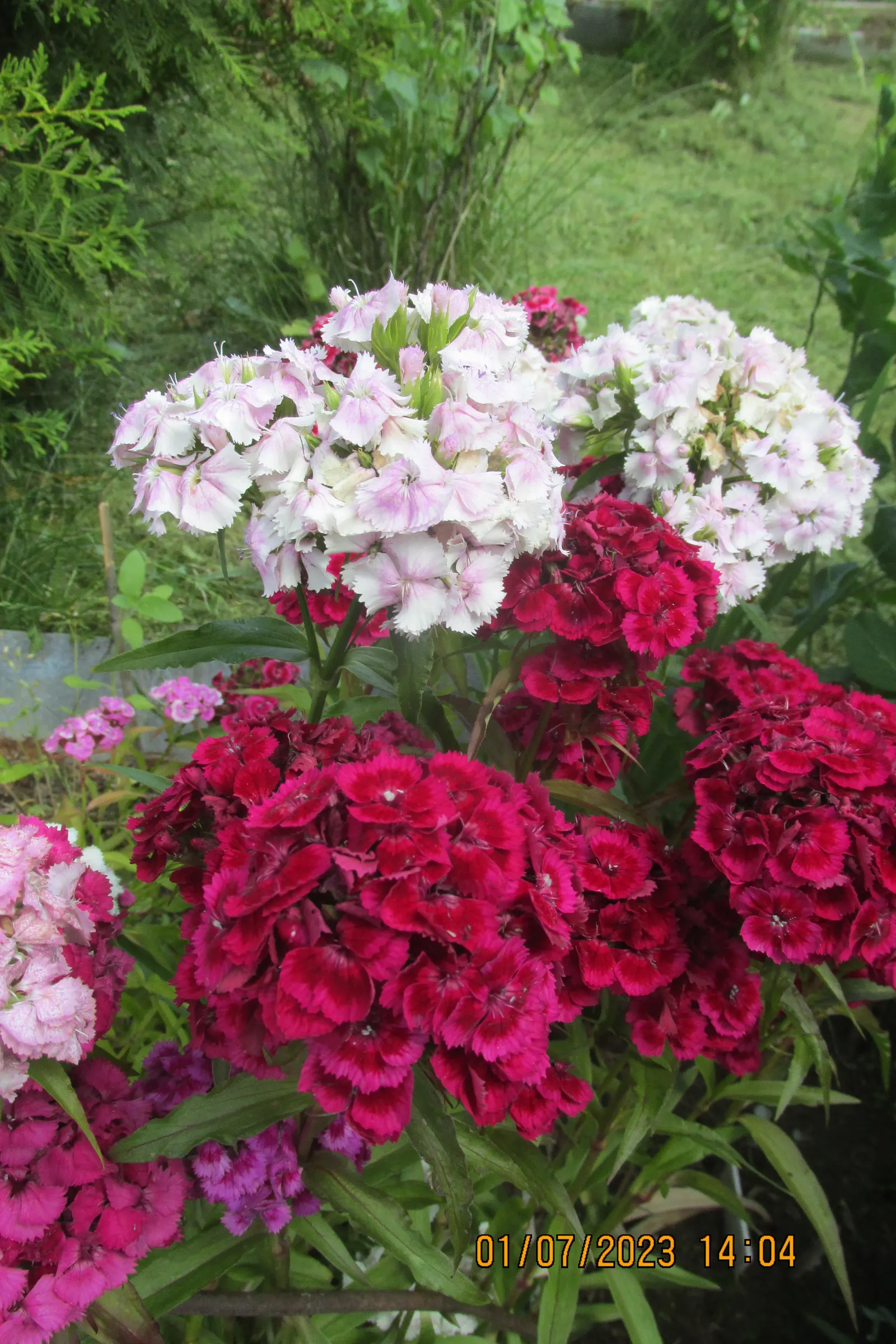 Sweet Williams (Dianthus Barbatus) — and as a charming addition to a cottage garden