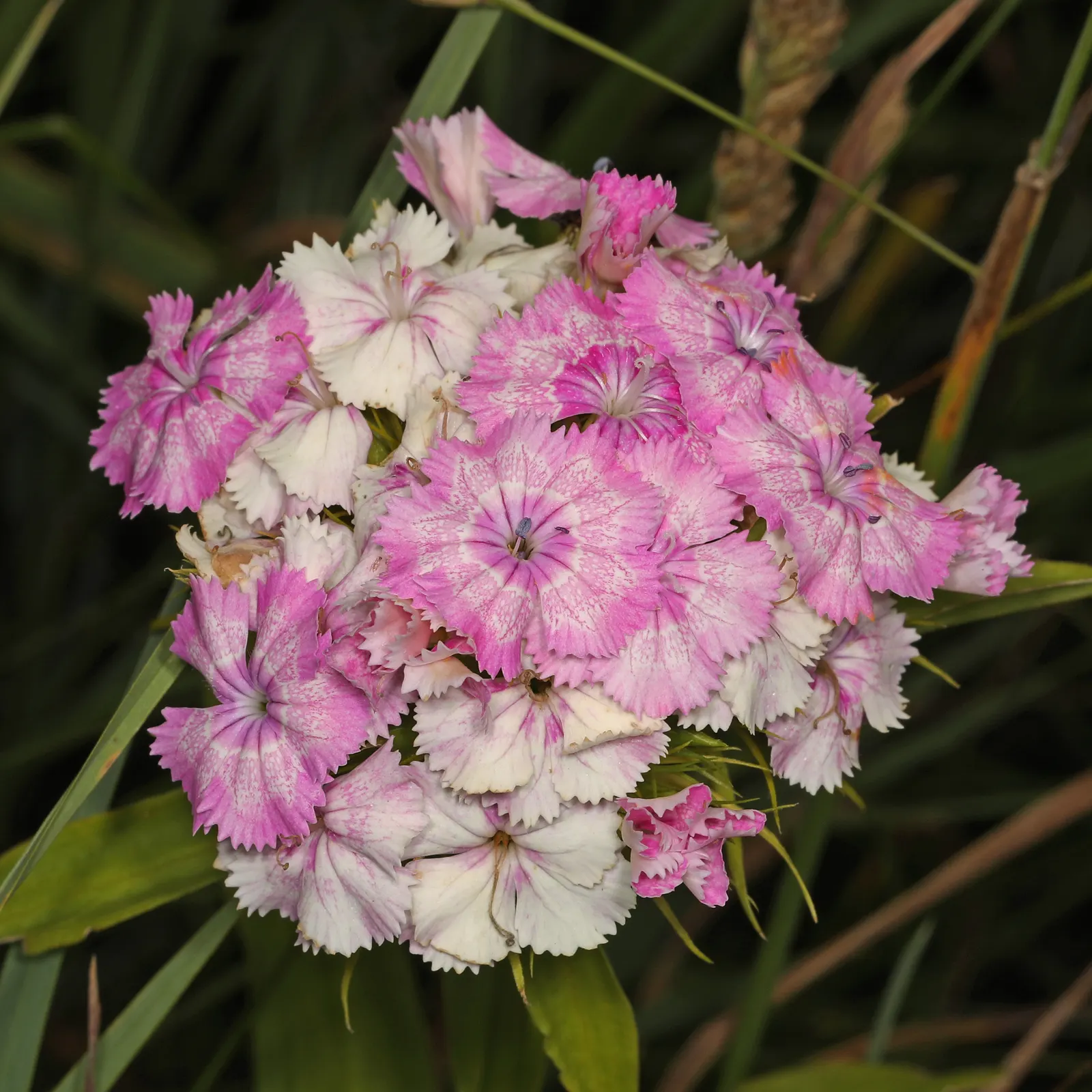 Sweet Williams (Dianthus Barbatus) — creating a striking backdrop for the clusters of small flowers