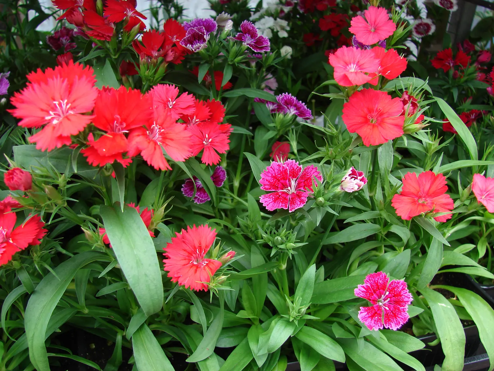 Sweet Williams (Dianthus Barbatus) — Its low-maintenance and long blooming period; will keep Sweet William looking its best, image 88