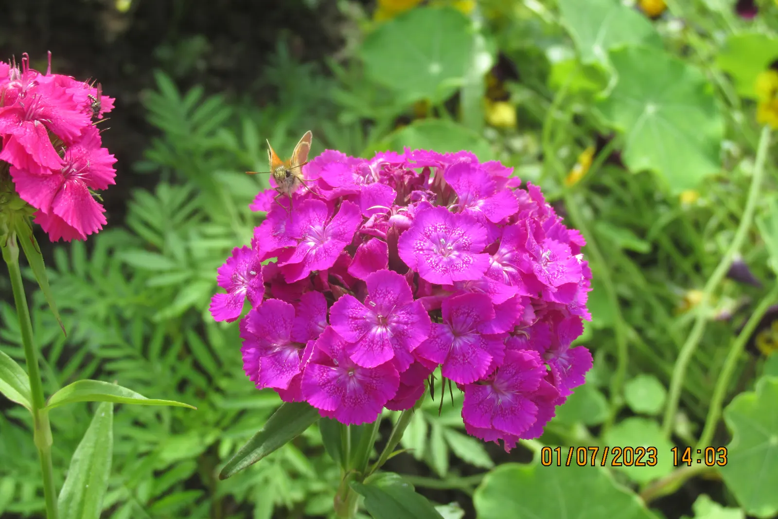 Sweet Williams (Dianthus Barbatus) — Its upright form can also bring structure to the design