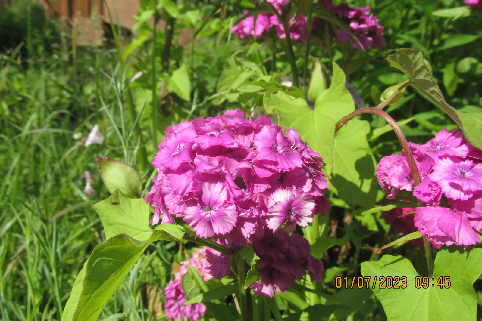 Sweet Williams (Dianthus Barbatus) — will keep Sweet William looking its best