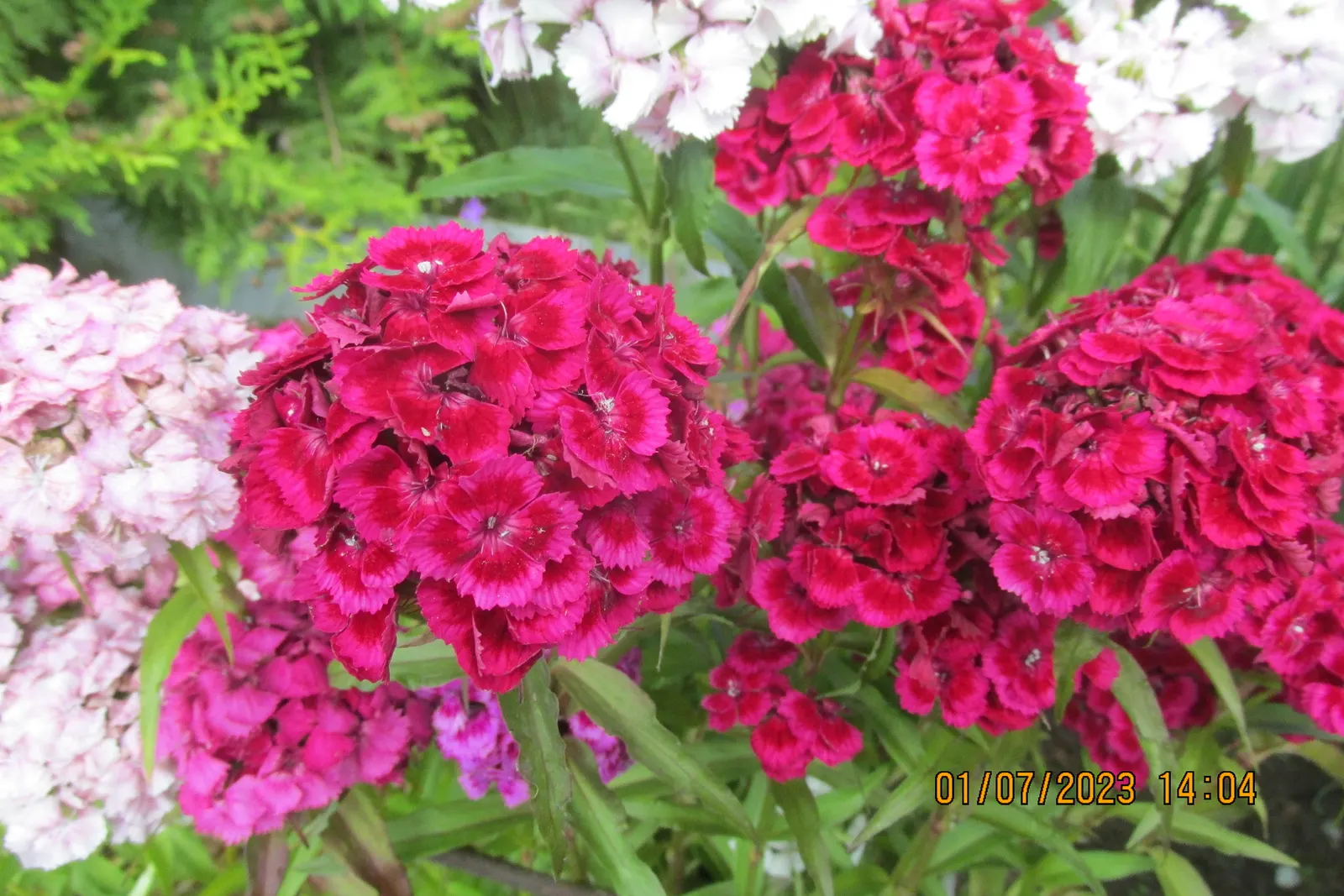 Sweet Williams (Dianthus Barbatus) — Sweet William (Dianthus barbatus) is a vibrant perennial that boasts dense clusters of fragrant flowers; its