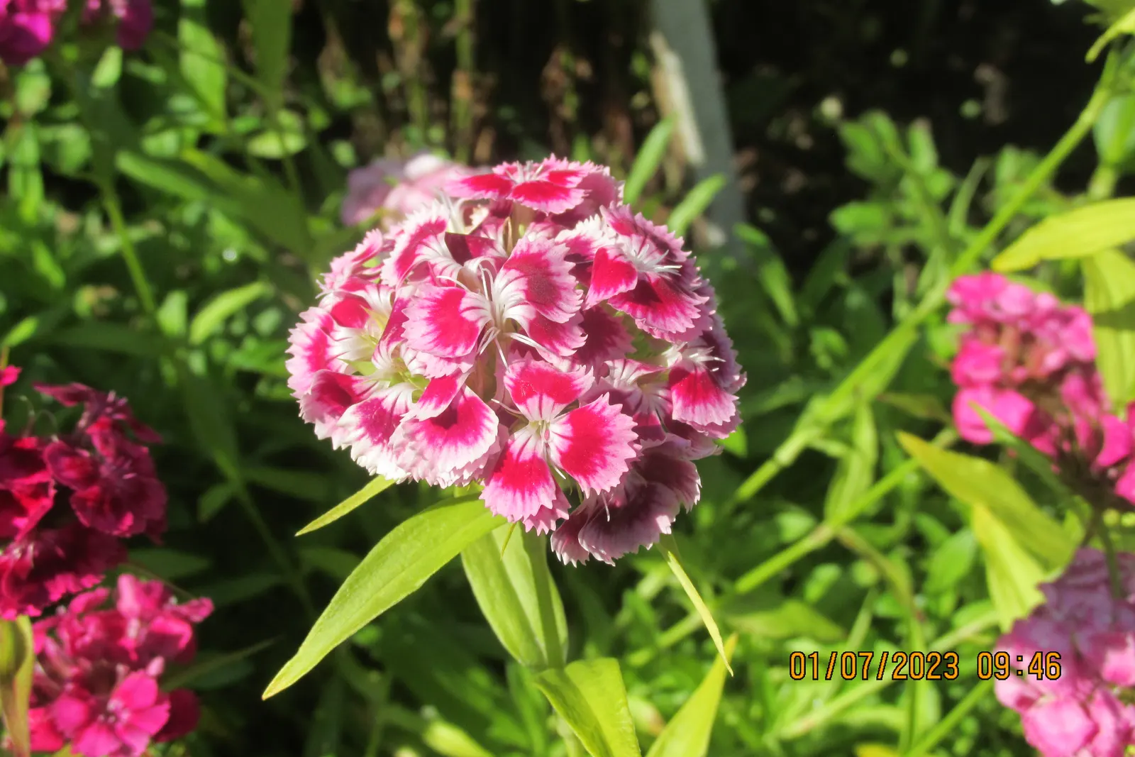 Sweet Williams (Dianthus Barbatus) — spicy fragrance to the landscape; its low-maintenance and long blooming period