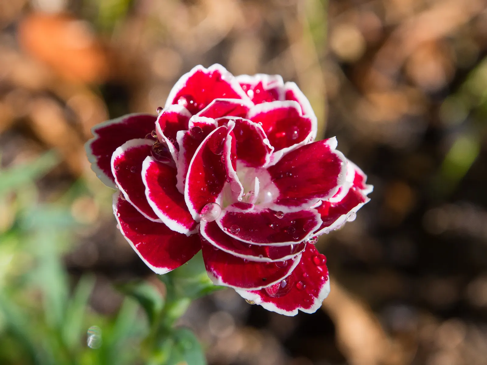 Sweet Williams (Dianthus Barbatus) — fertile soil and thrive in full sunlight but can tolerate partial shade; will keep Sweet William looking its best