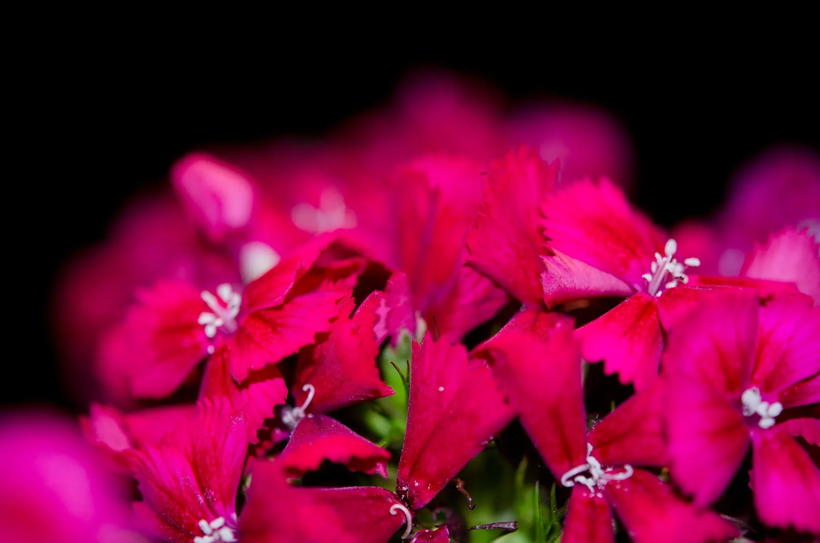 Sweet Williams (Dianthus Barbatus) — make it ideal for borders; it is known for its prolific blooming and ease of care, image 90