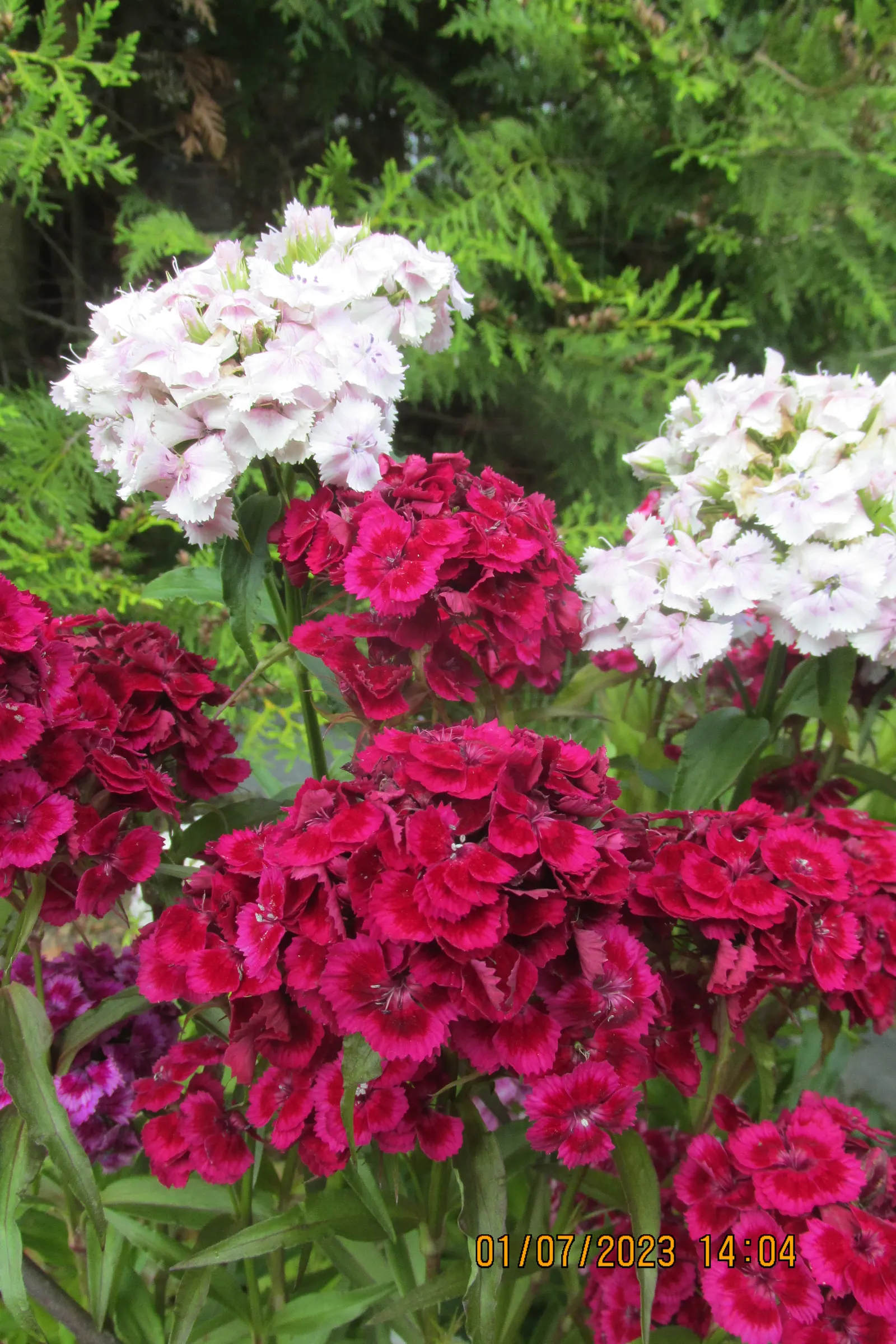 Sweet Williams (Dianthus Barbatus) — biennial with multi-colored and pink and red and white blooms