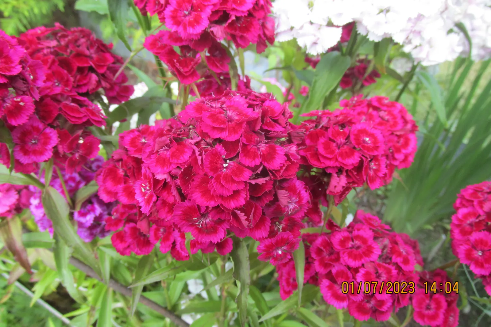 Sweet Williams (Dianthus Barbatus) — or as a part of a mixed perennial bed
