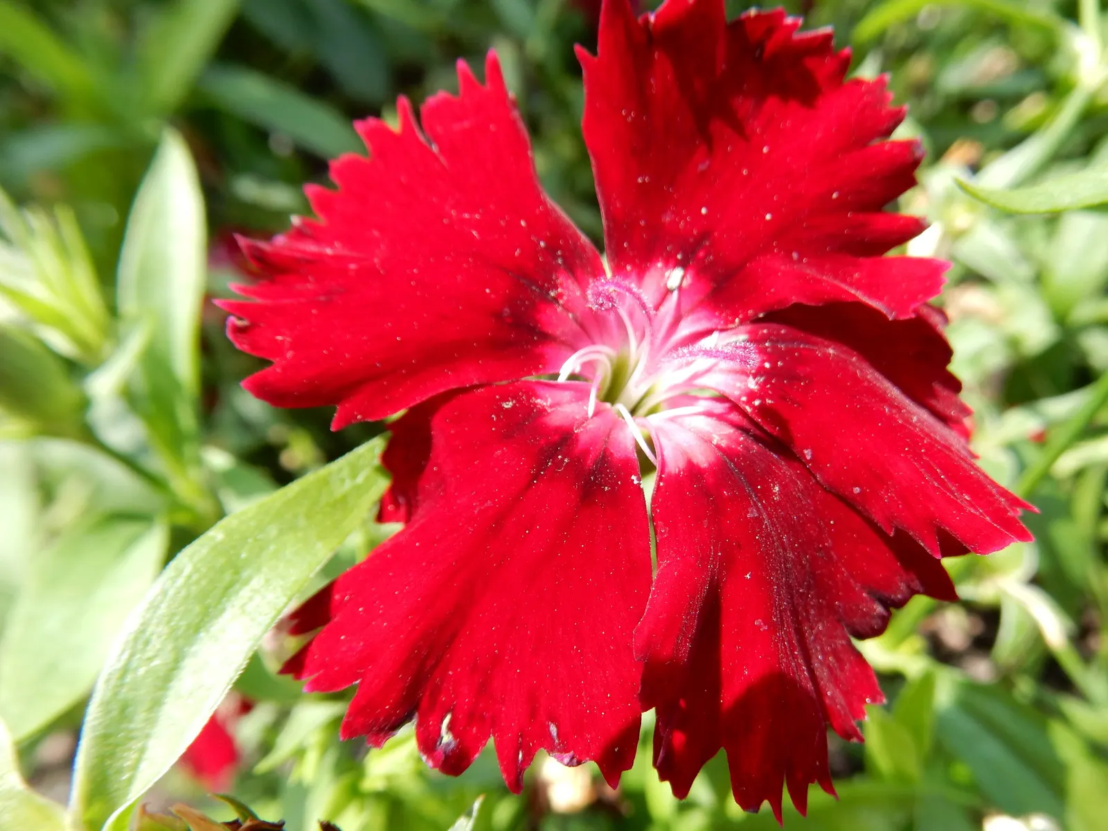 Sweet Williams (Dianthus Barbatus) — which come in an array of colors including red