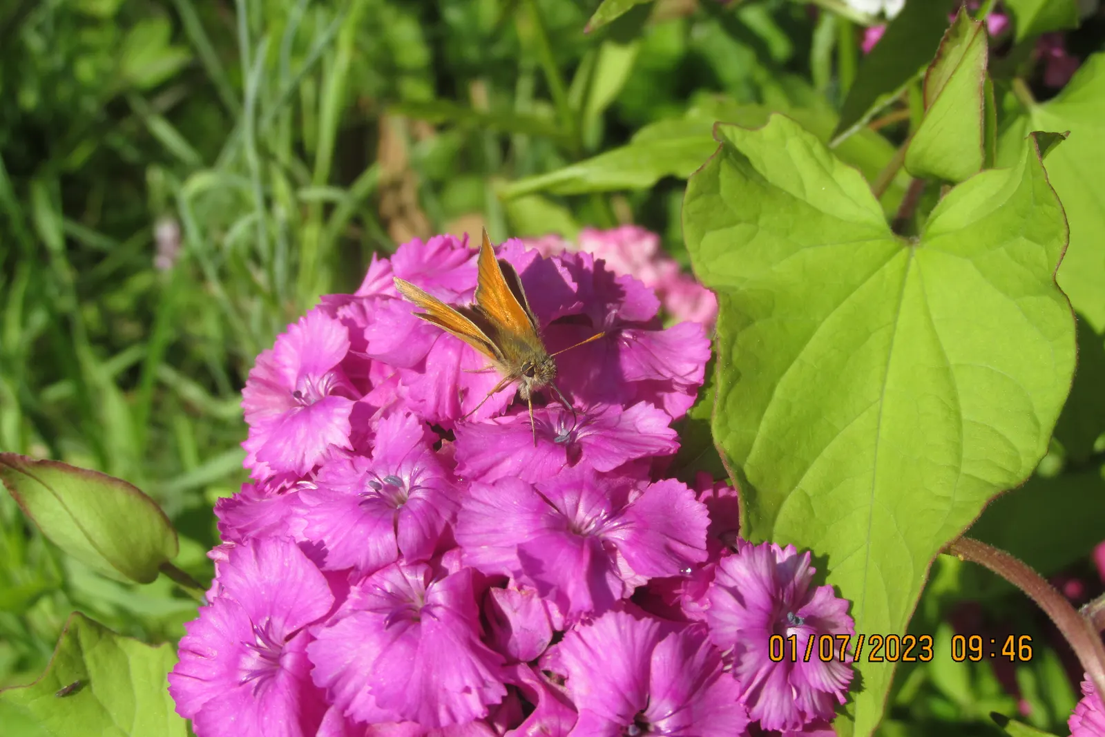 Sweet Williams (Dianthus Barbatus) — The lance-shaped leaves are a bright green; its low-maintenance and long blooming period