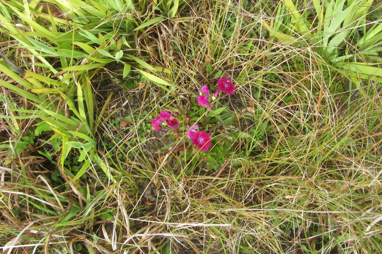 Sweet Williams (Dianthus Barbatus) — and as a charming addition to a cottage garden; they are excellent choices for borders