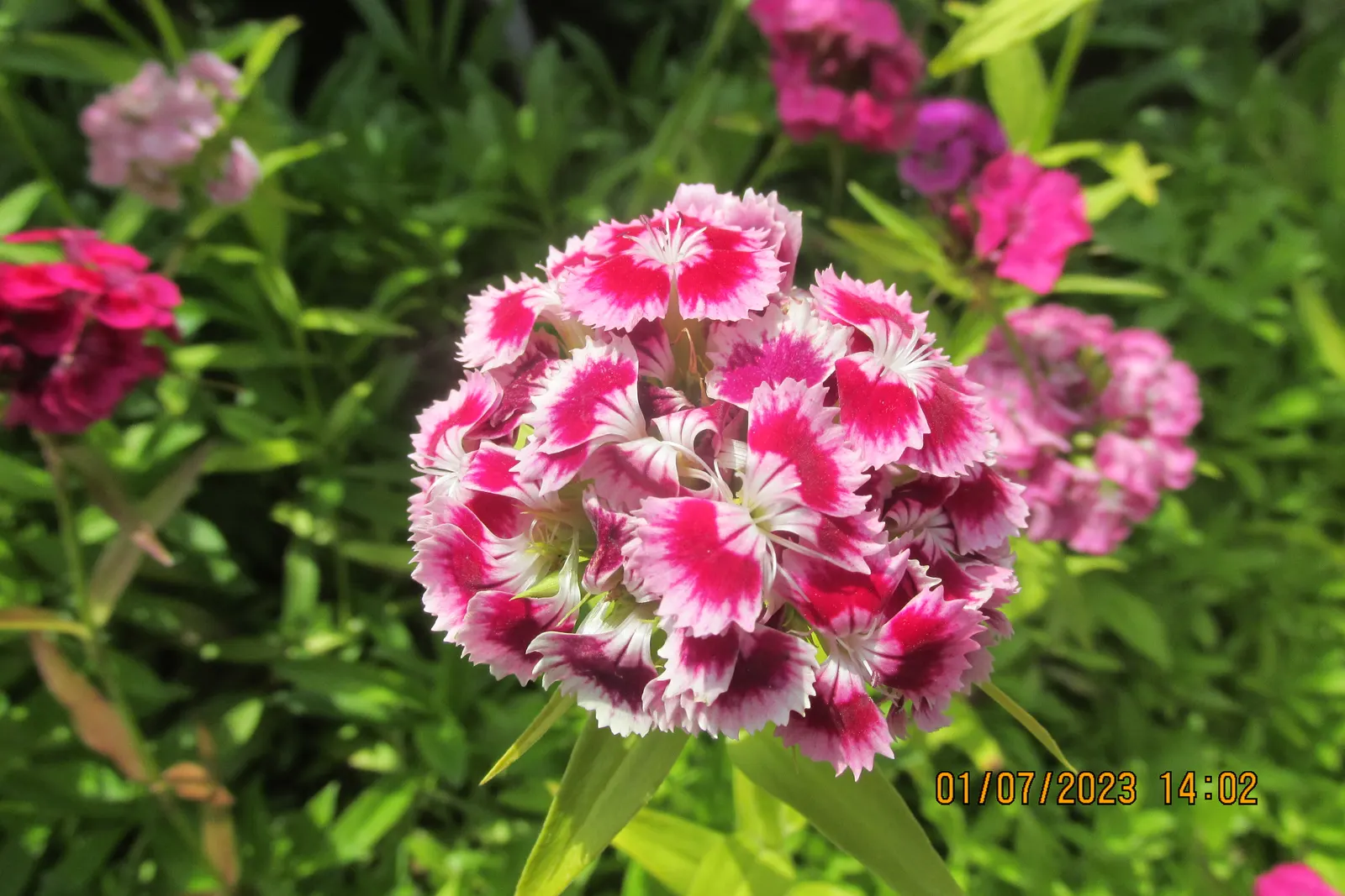 Sweet Williams (Dianthus Barbatus) — make it ideal for borders; it is known for its prolific blooming and ease of care
