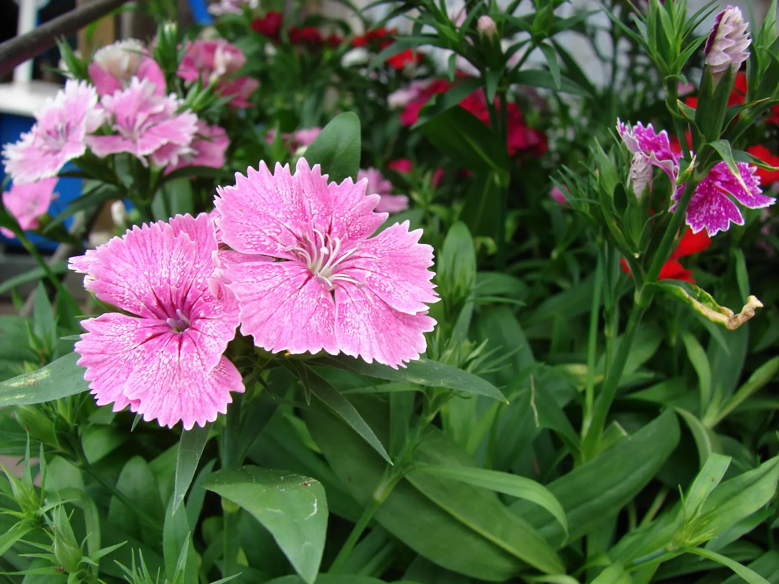 Sweet Williams (Dianthus Barbatus) — Blossoms appear in a spectrum from white to deep red with a height of 0.5-2.5 feet; it is known for its, image 86