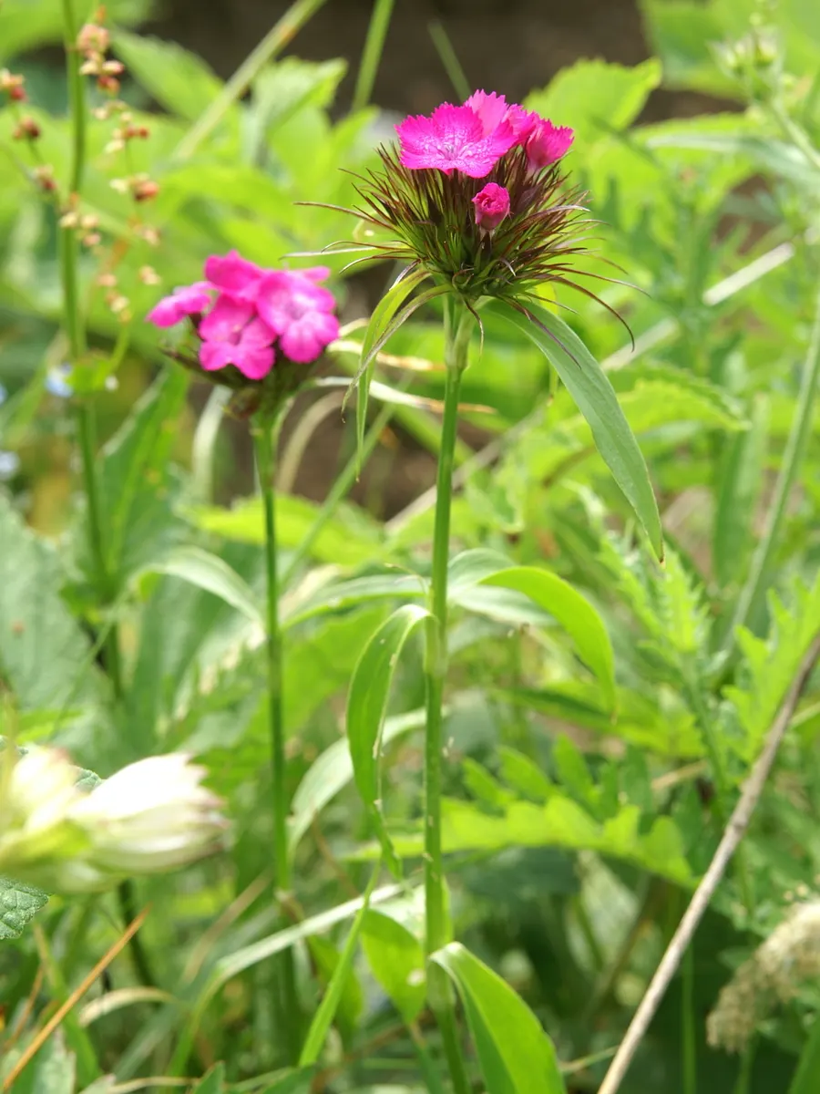 Sweet Williams (Dianthus Barbatus) — creating a lush mound of foliage and blooms