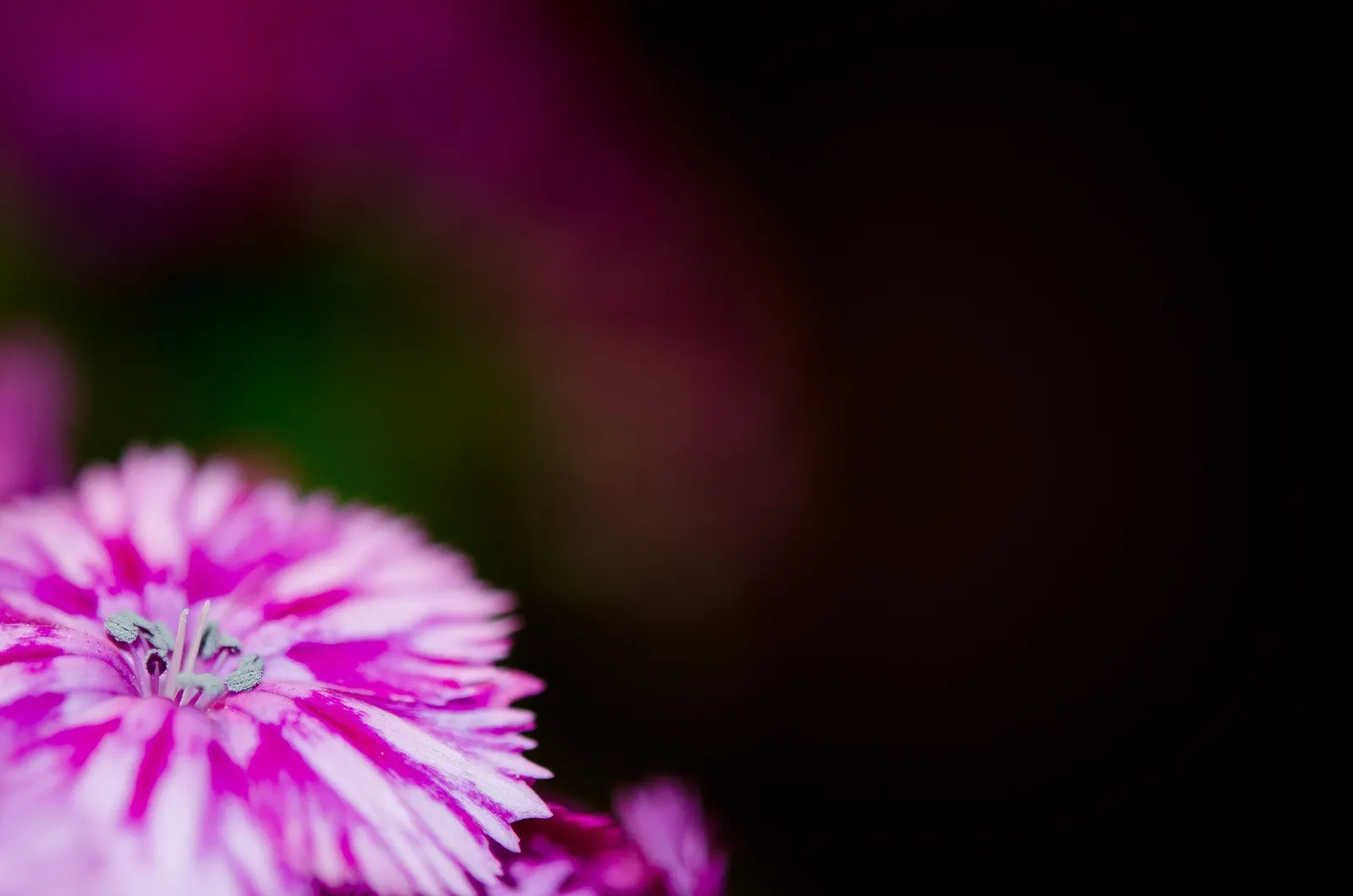 Sweet Williams (Dianthus Barbatus) — biennial with multi-colored and pink and red and white blooms; they are excellent choices for borders, image 83