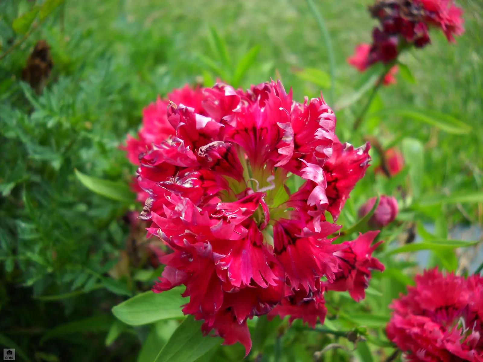 Sweet Williams (Dianthus Barbatus) — Sweet William (Dianthus barbatus) is a vibrant perennial that boasts dense clusters of fragrant flowers; its, image 85