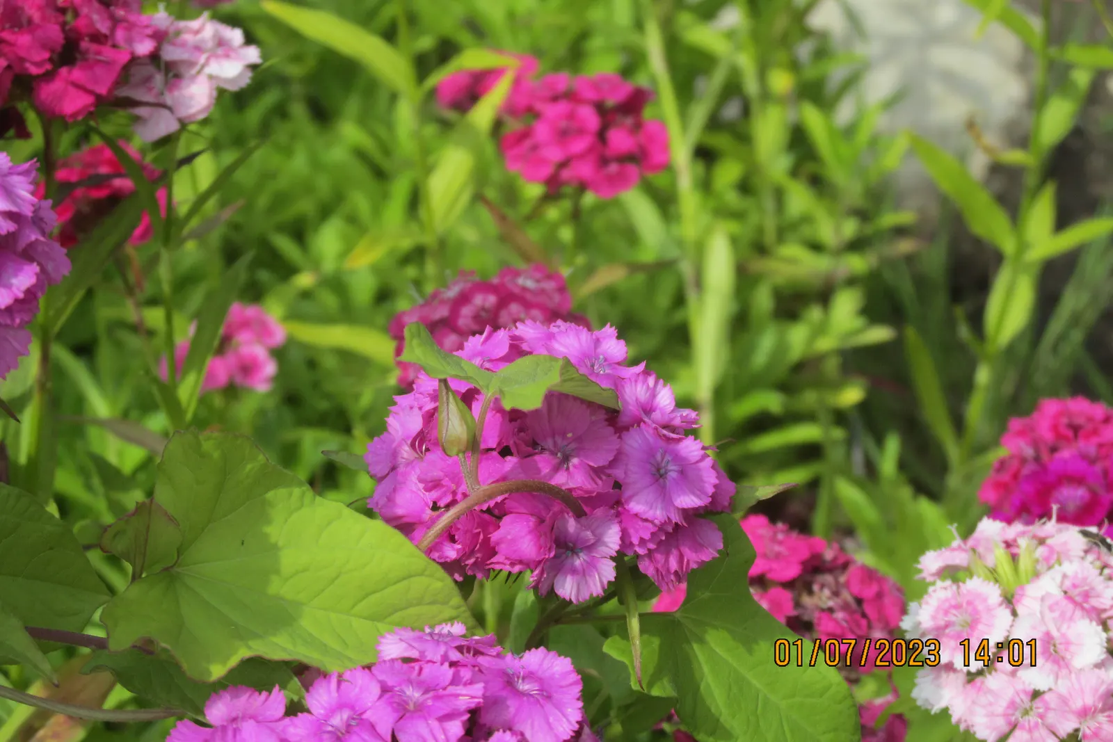 Sweet Williams (Dianthus Barbatus) — Prefers full sun to partial shade and thrives in well-drained soil; they are excellent choices for borders