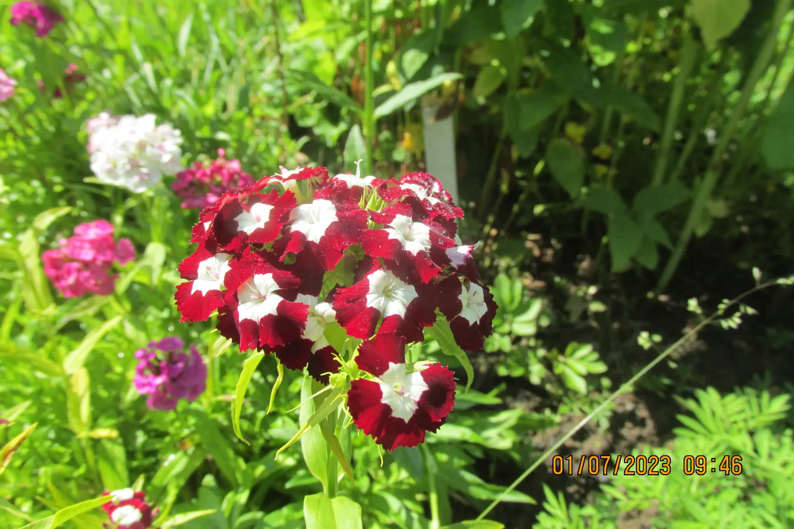 Sweet Williams (Dianthus Barbatus) — from late spring to early summer; its low-maintenance and long blooming period