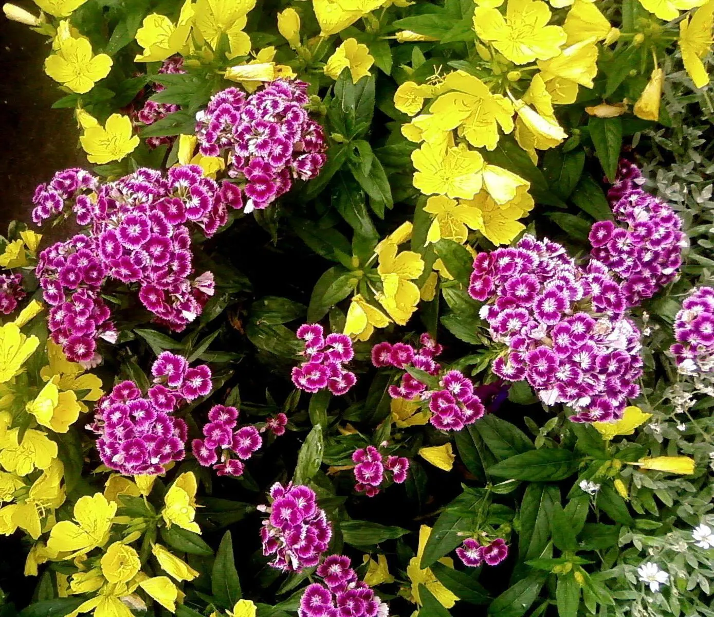 Sweet Williams (Dianthus Barbatus) — especially during dry spells