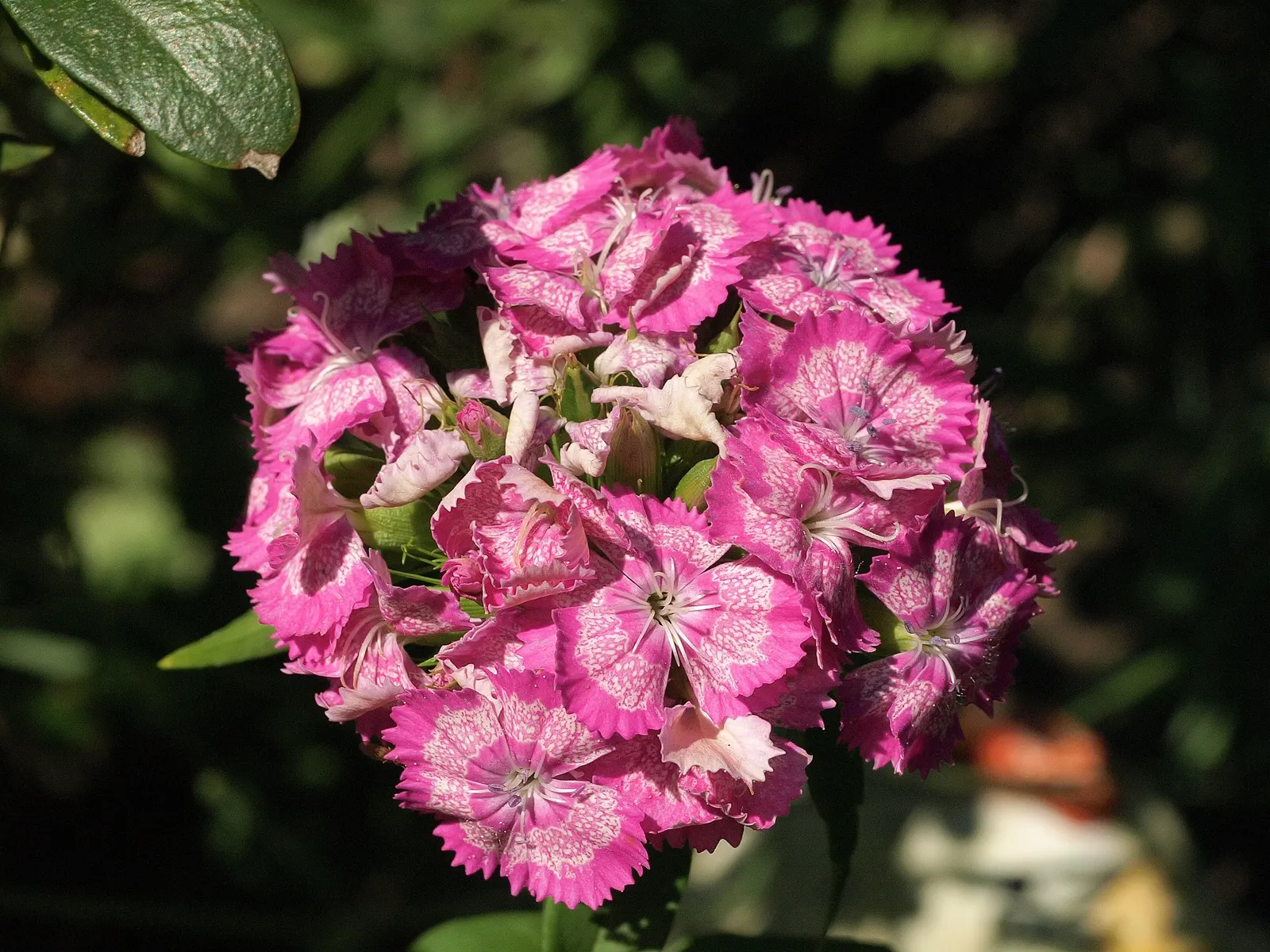 Sweet Williams (Dianthus Barbatus) — creating a striking backdrop for the clusters of small flowers; it is known for its prolific blooming and ease, image 70