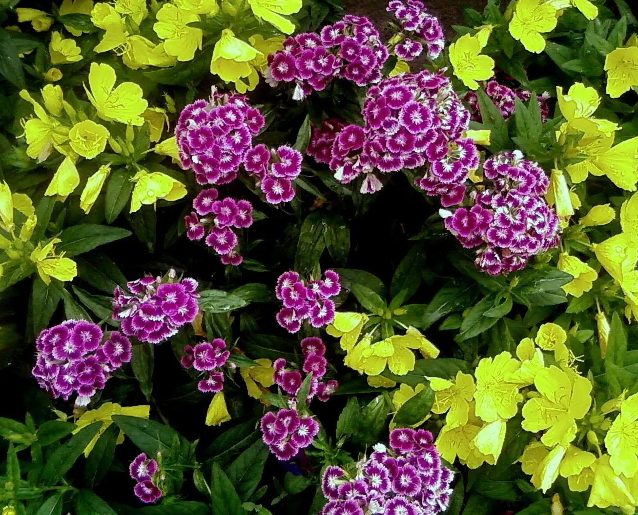 Sweet Williams (Dianthus Barbatus) — A member of the Caryophyllaceae family