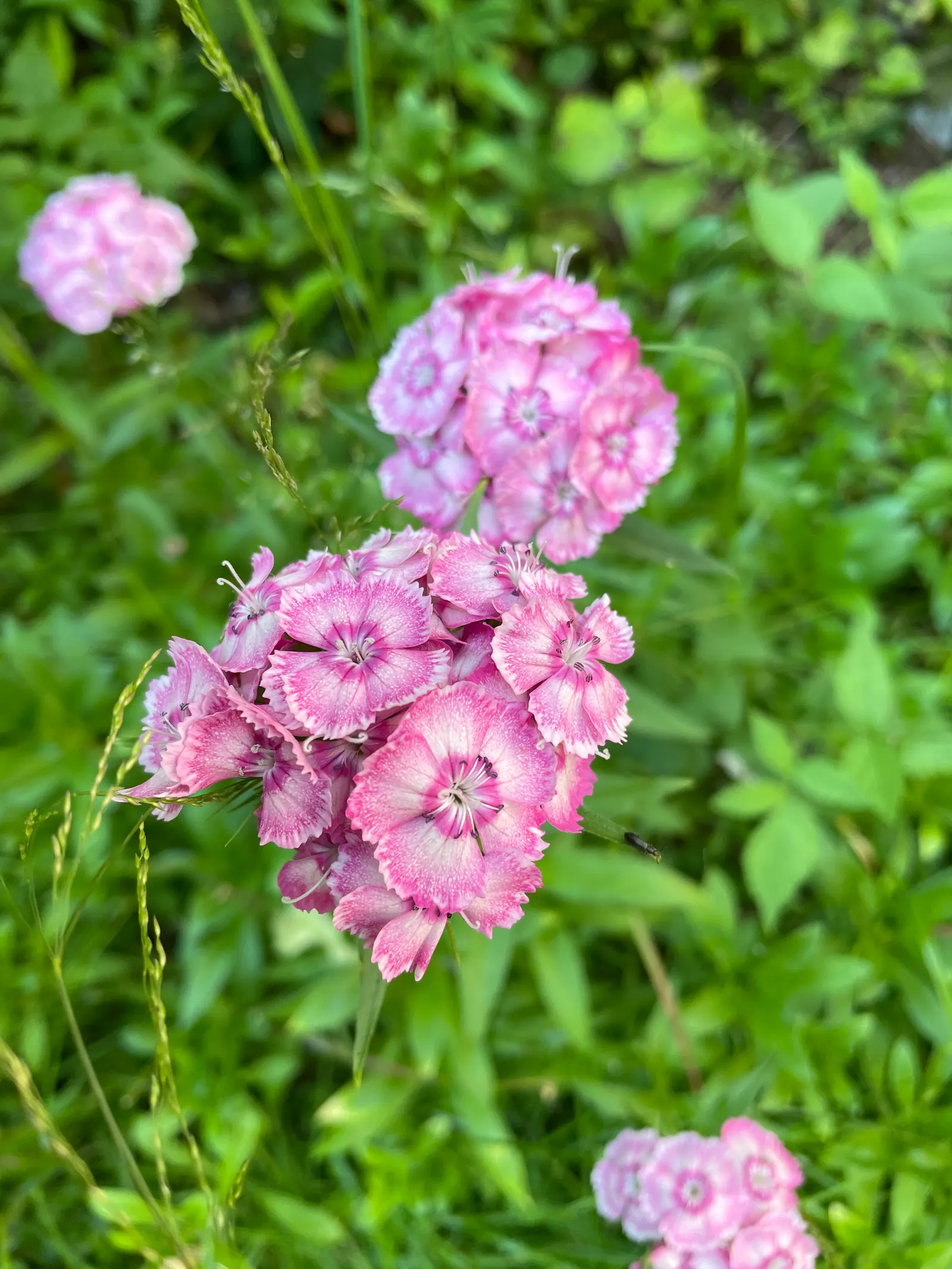 Sweet Williams (Dianthus Barbatus) — multi-colored and pink and red and white flowers in the garden; it is known for its prolific blooming and ease of care