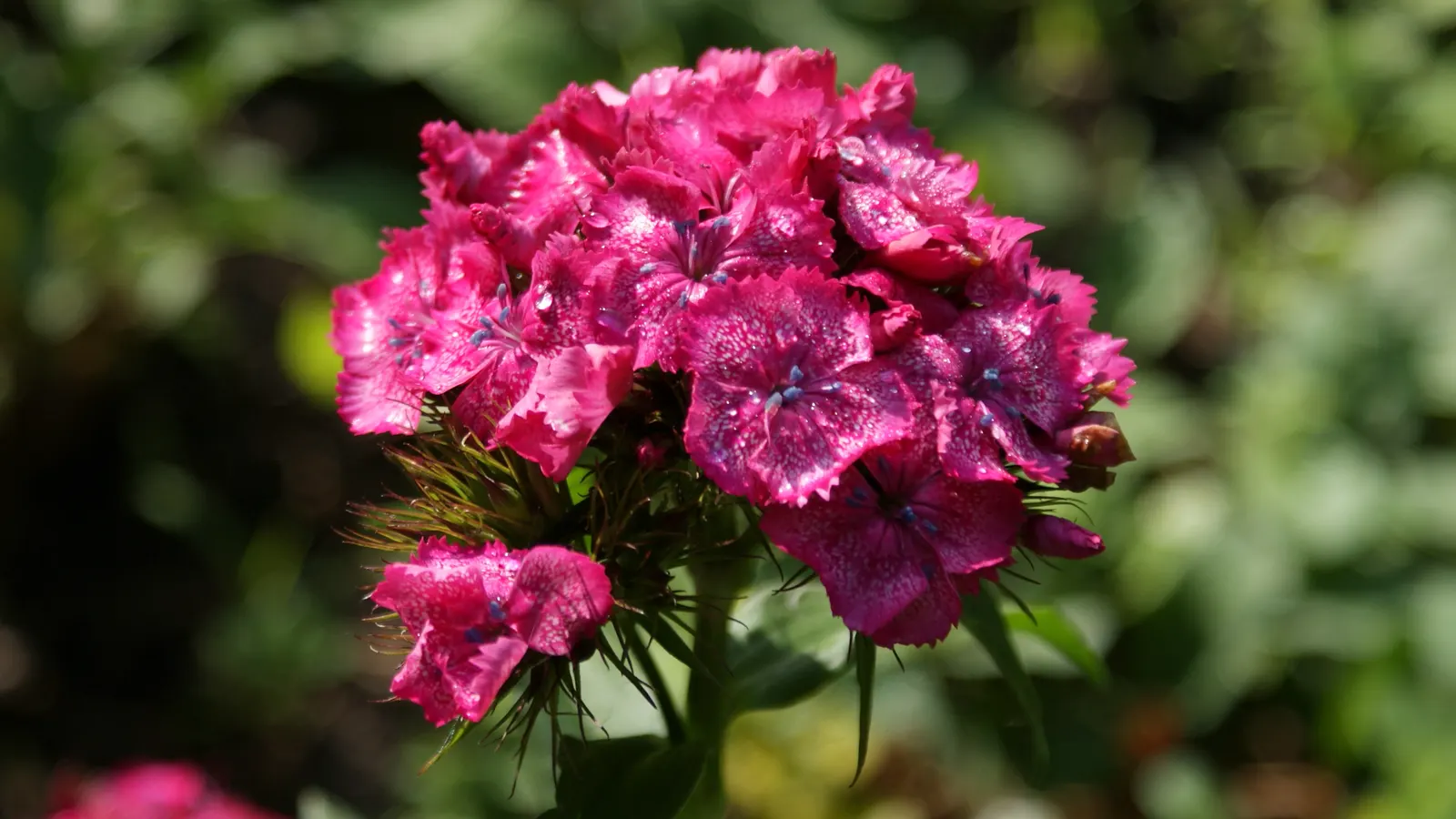 Sweet Williams (Dianthus Barbatus) — consider its ability to provide eye-catching color and pleasing fragrance along pathways; its low-maintenance, image 77