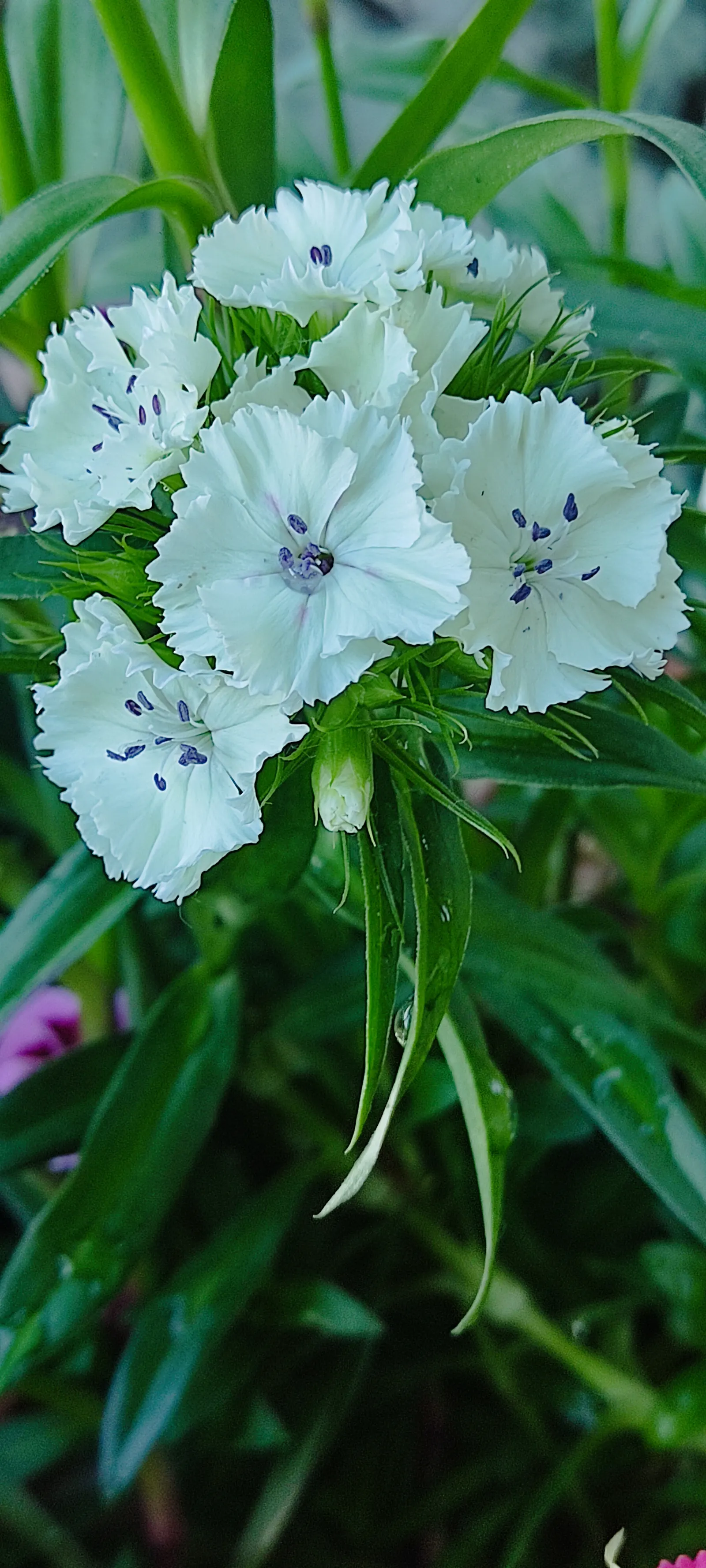 Sweet Williams (Dianthus Barbatus) — they are beloved by pollinators; will keep Sweet William looking its best, image 76