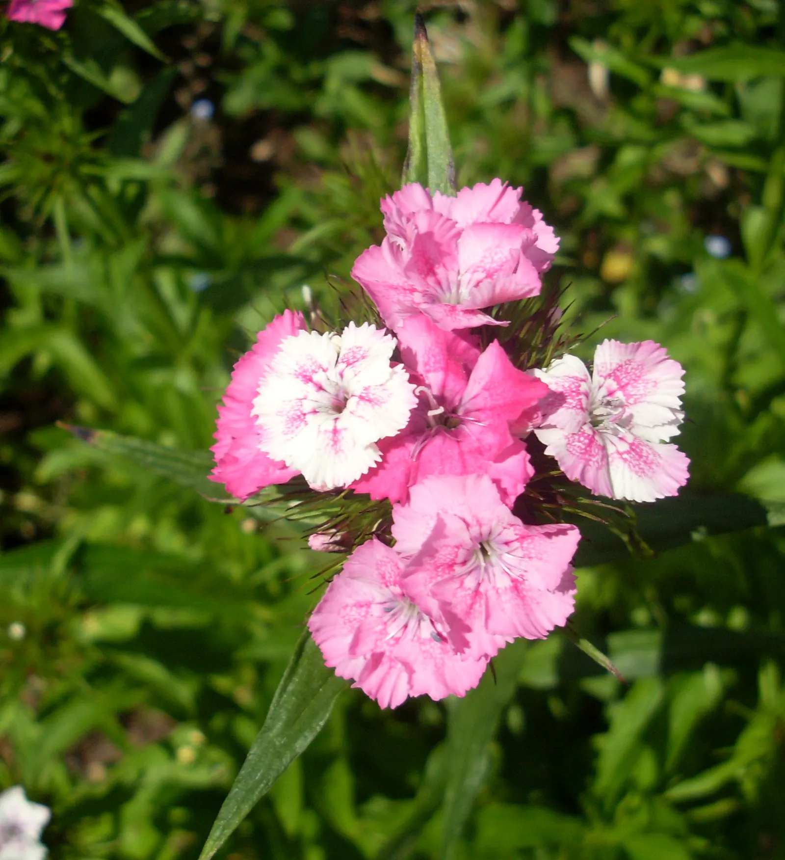 Sweet Williams (Dianthus Barbatus) — Hardy in USDA zones 3 to 9; its low-maintenance and long blooming period, image 73