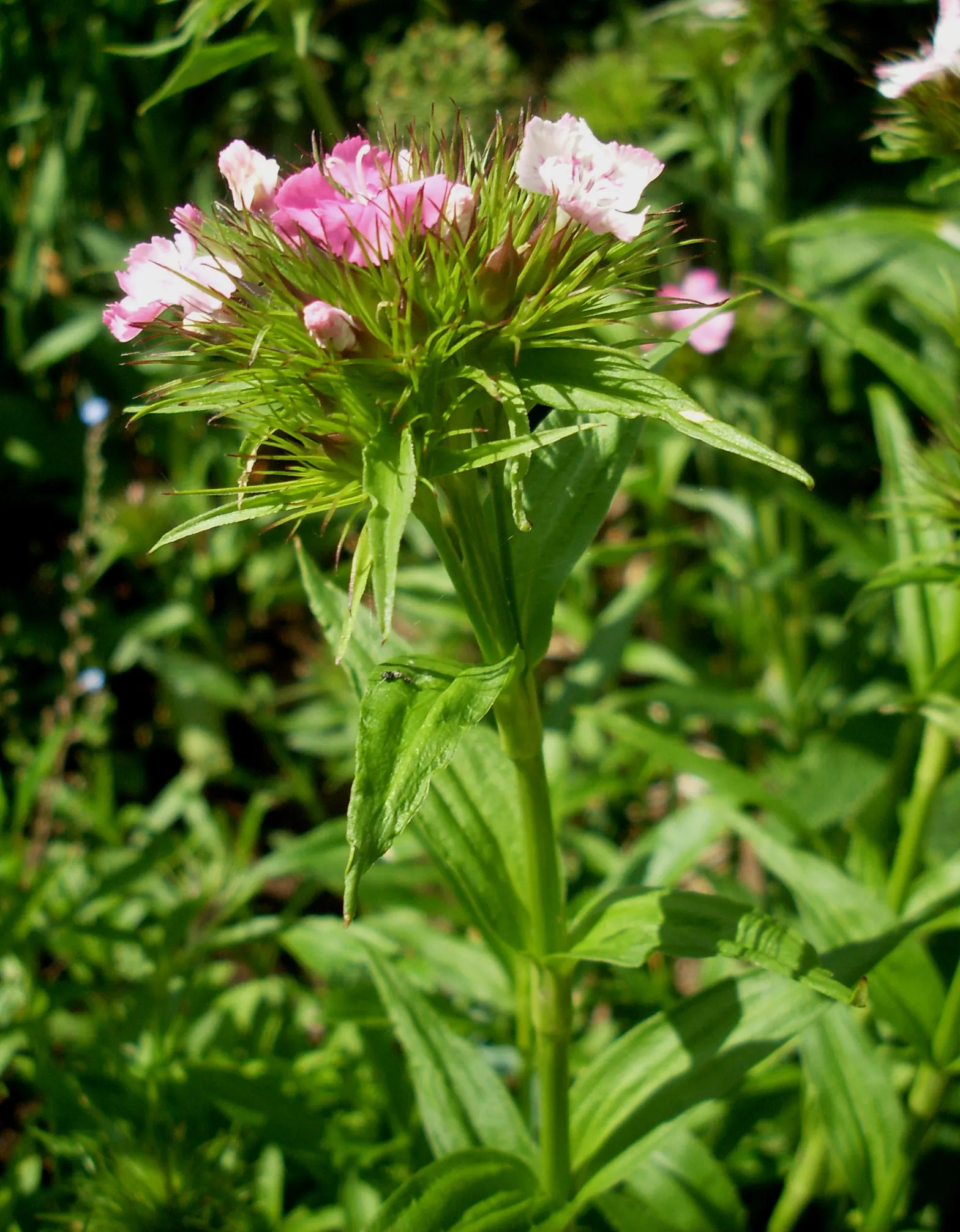 Sweet Williams (Dianthus Barbatus) — they are excellent choices for borders; it is known for its prolific blooming and ease of care, image 74