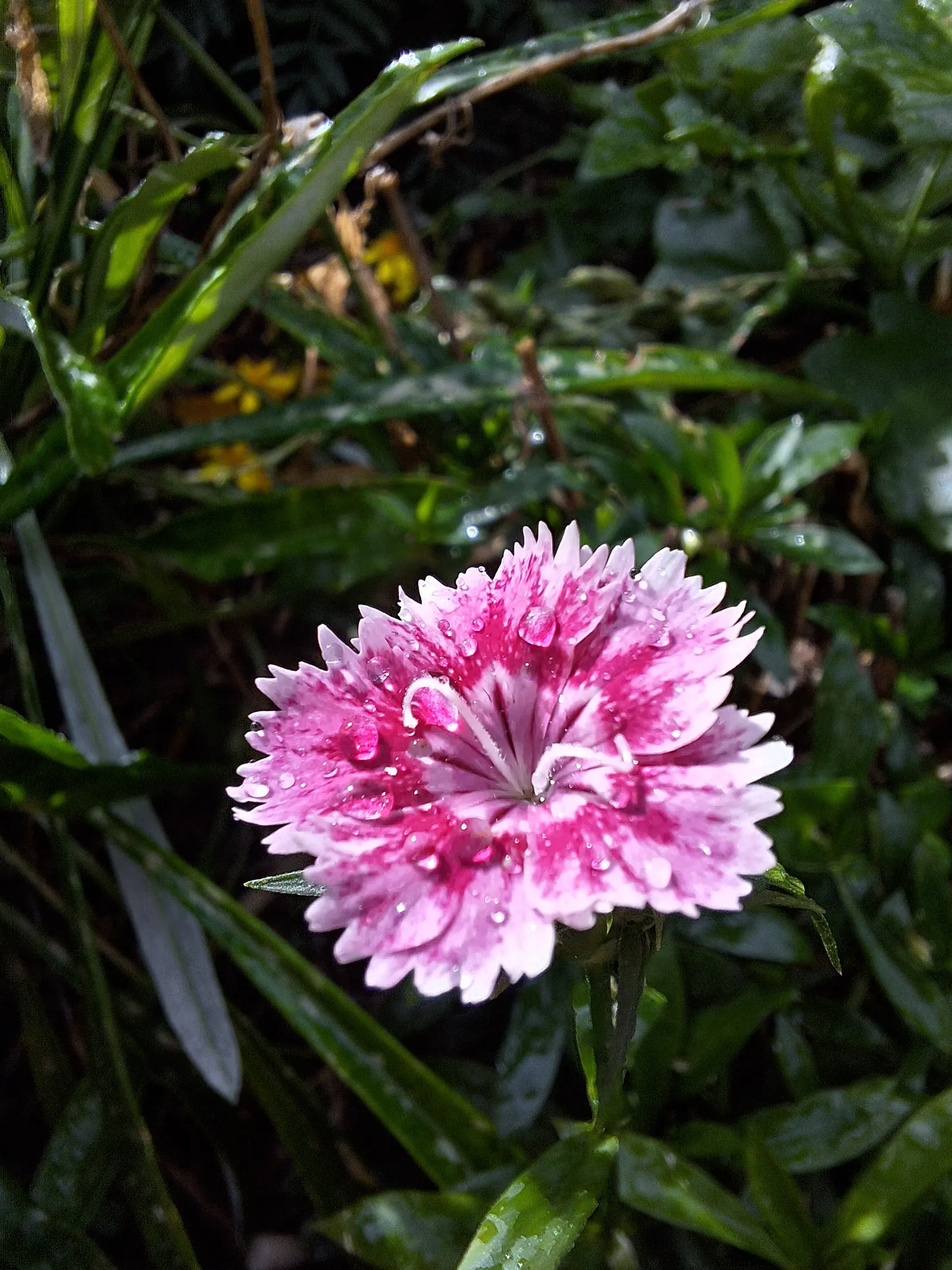 Sweet Williams (Dianthus Barbatus) — fertile soil and thrive in full sunlight but can tolerate partial shade; will keep Sweet William looking its, image 72